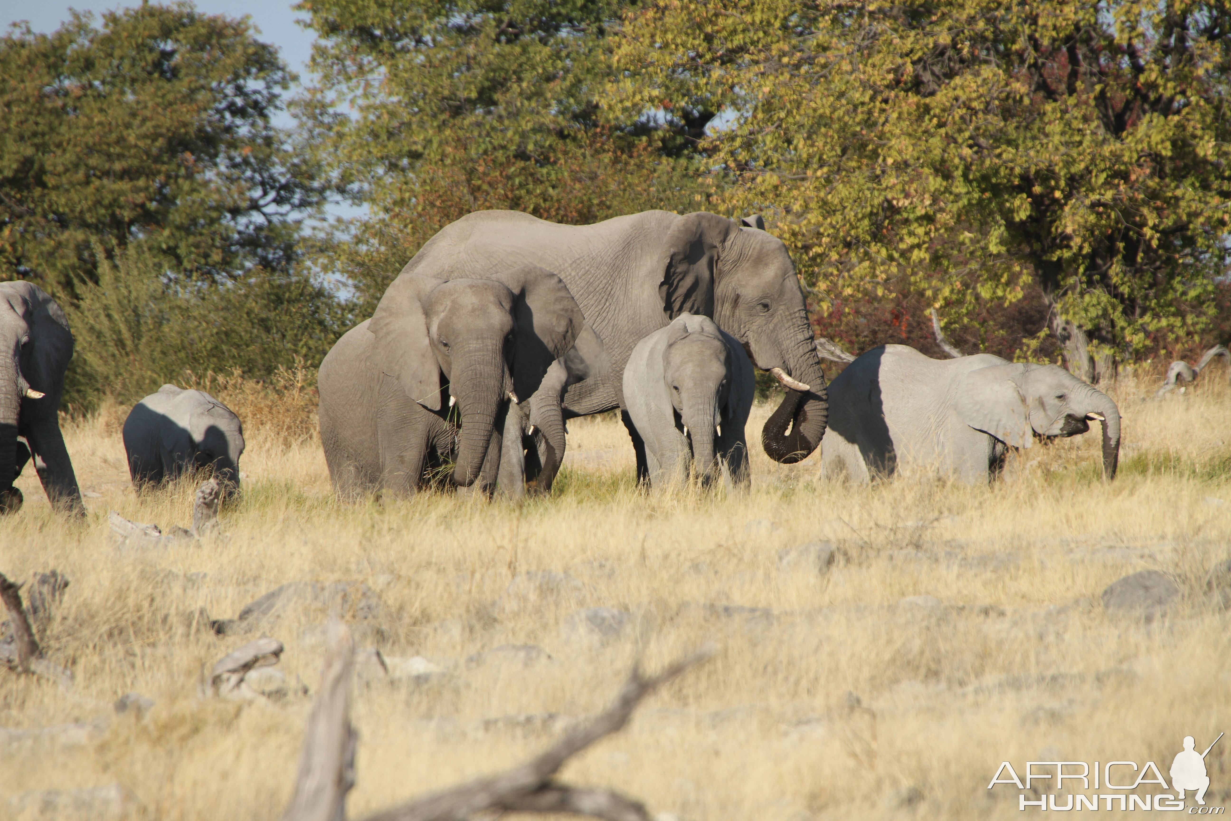 Elephant at Etosha National Park