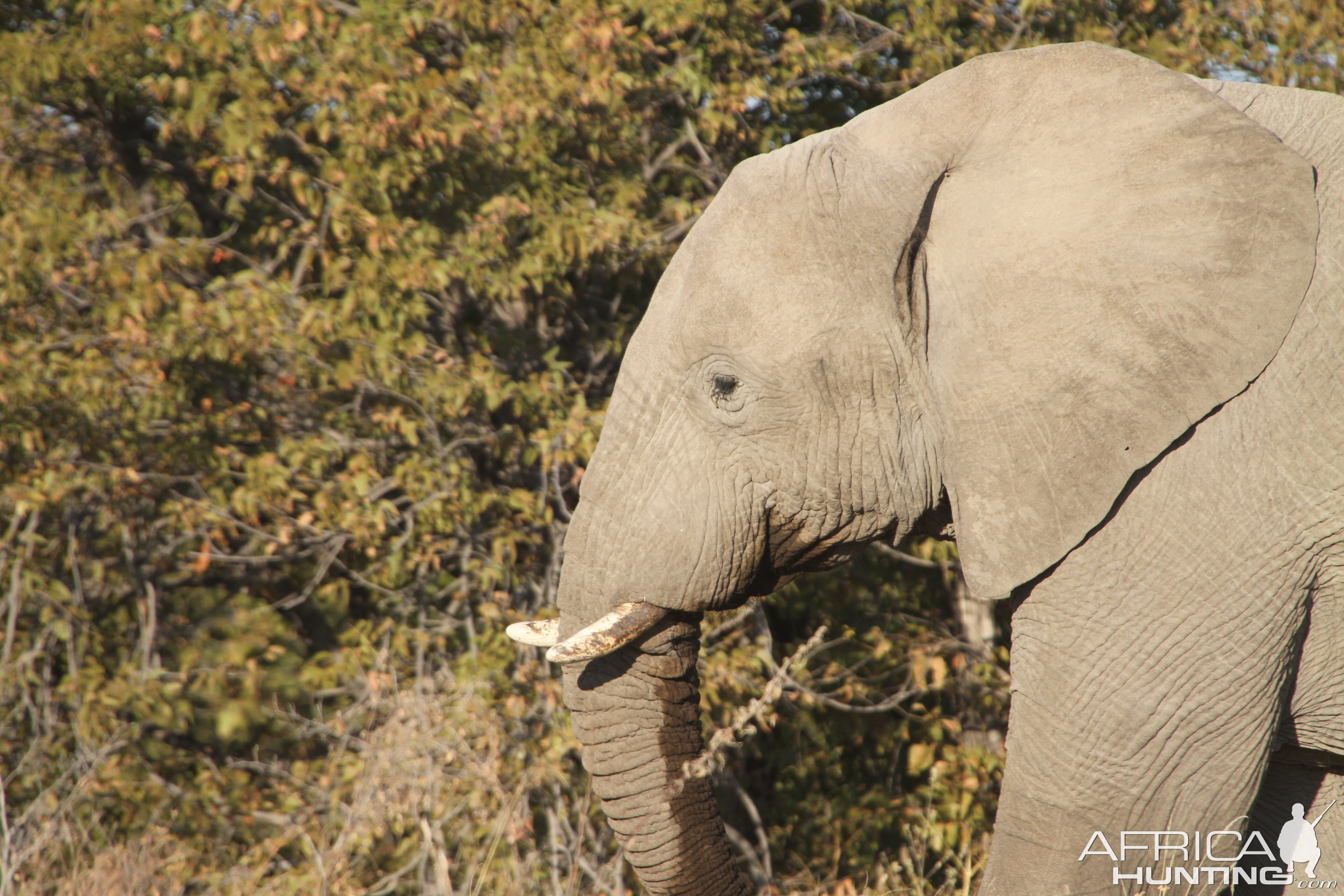 Elephant at Etosha National Park