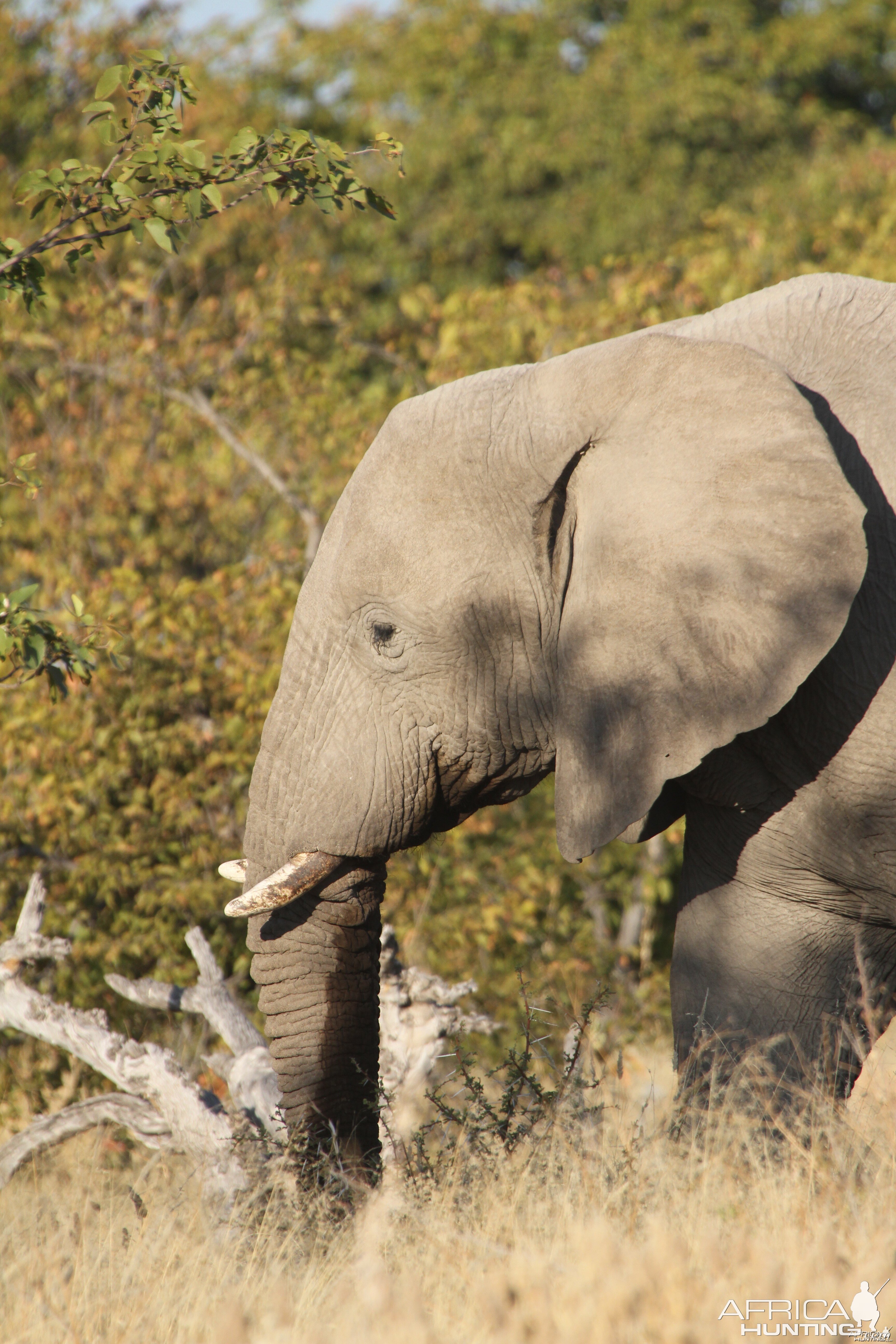 Elephant at Etosha National Park