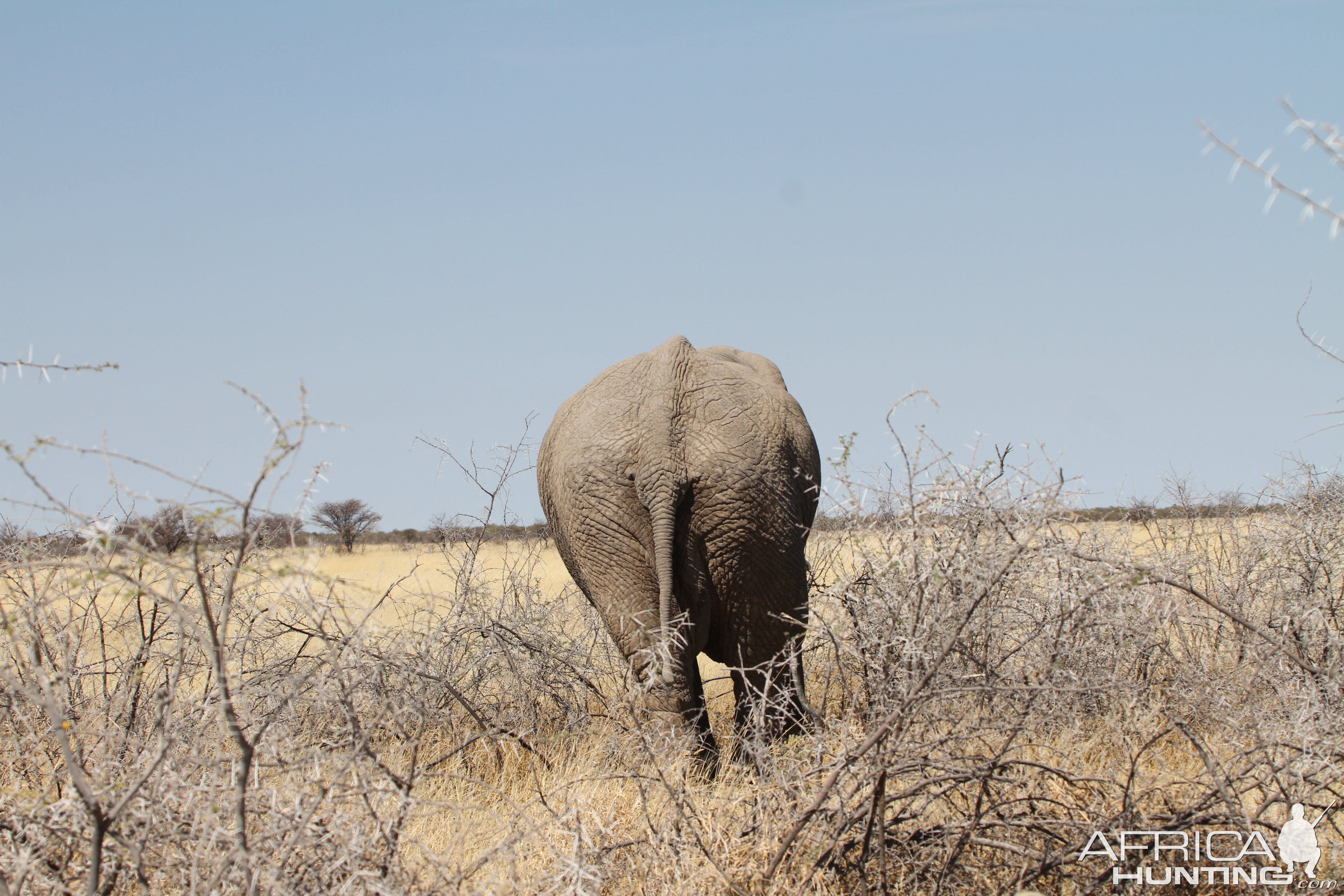 Elephant at Etosha National Park