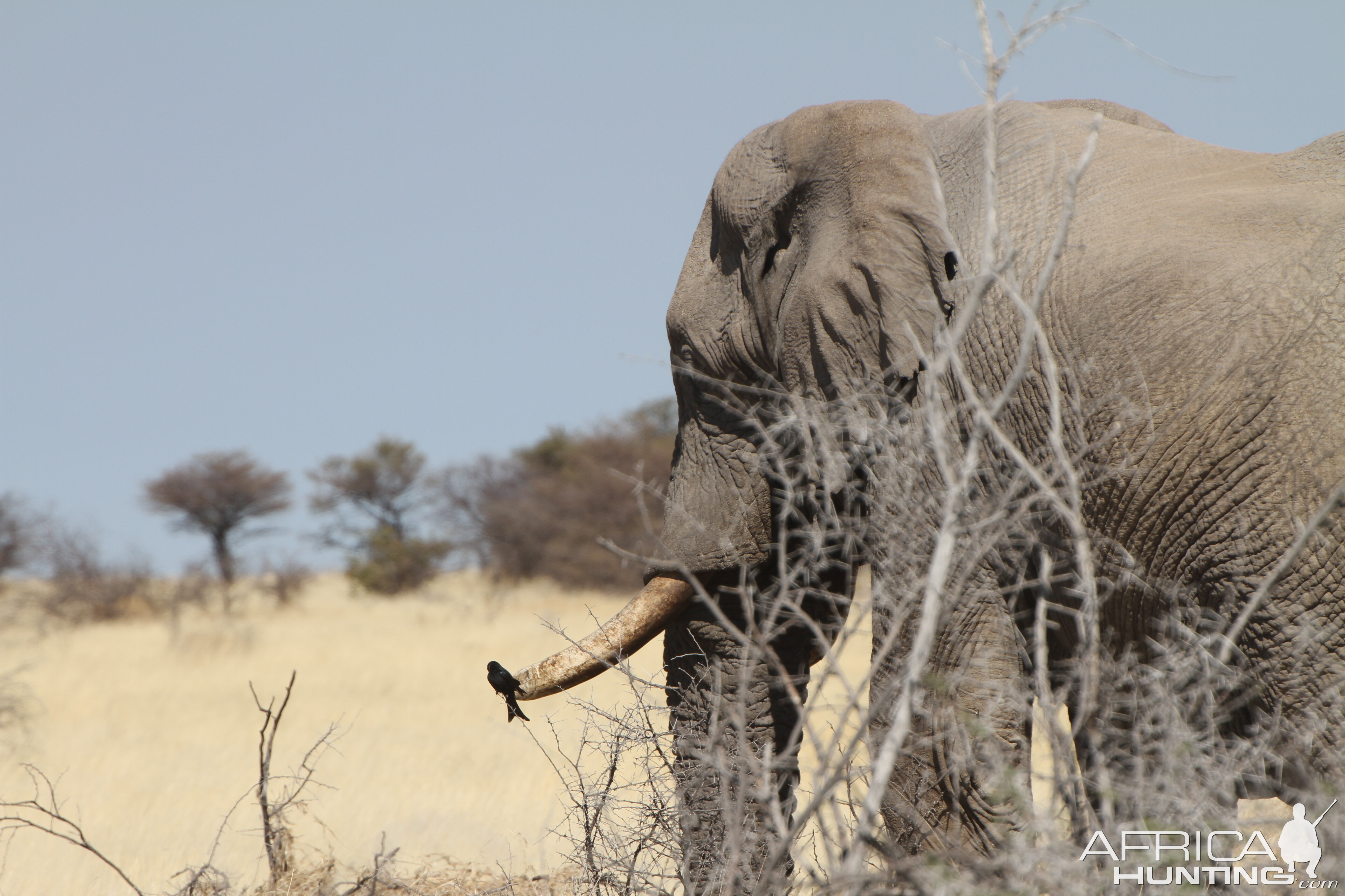 Elephant at Etosha National Park