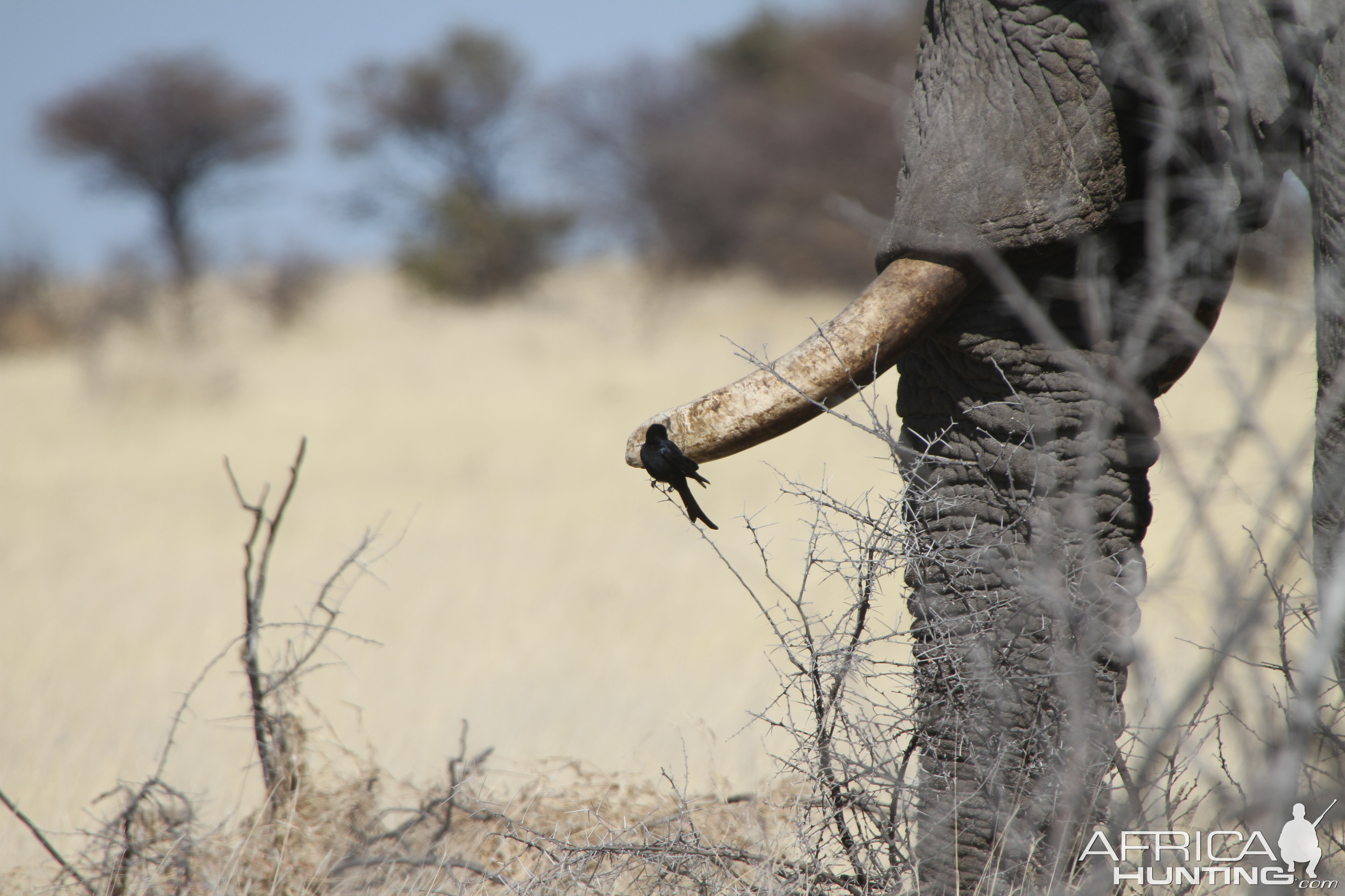 Elephant at Etosha National Park