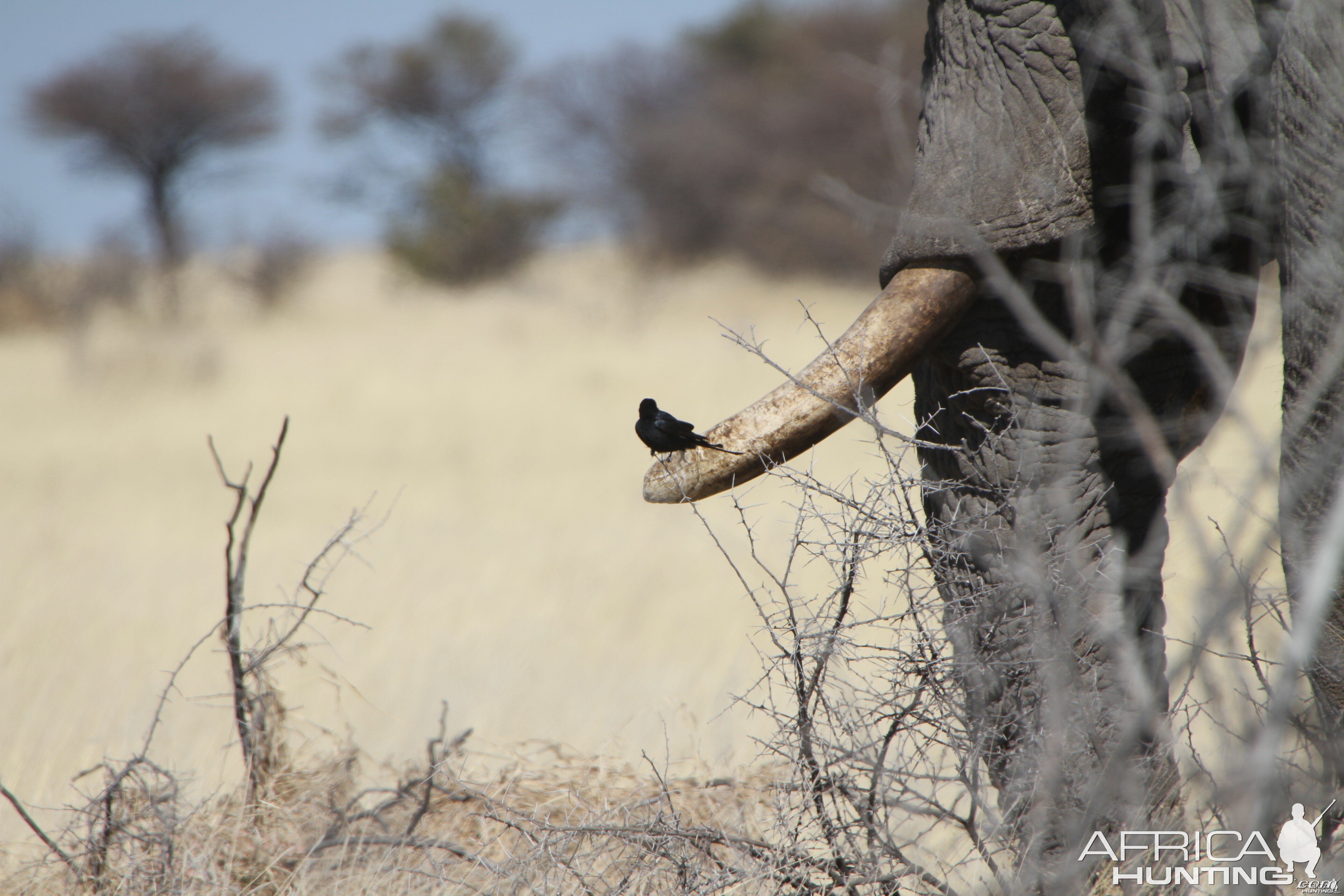 Elephant at Etosha National Park