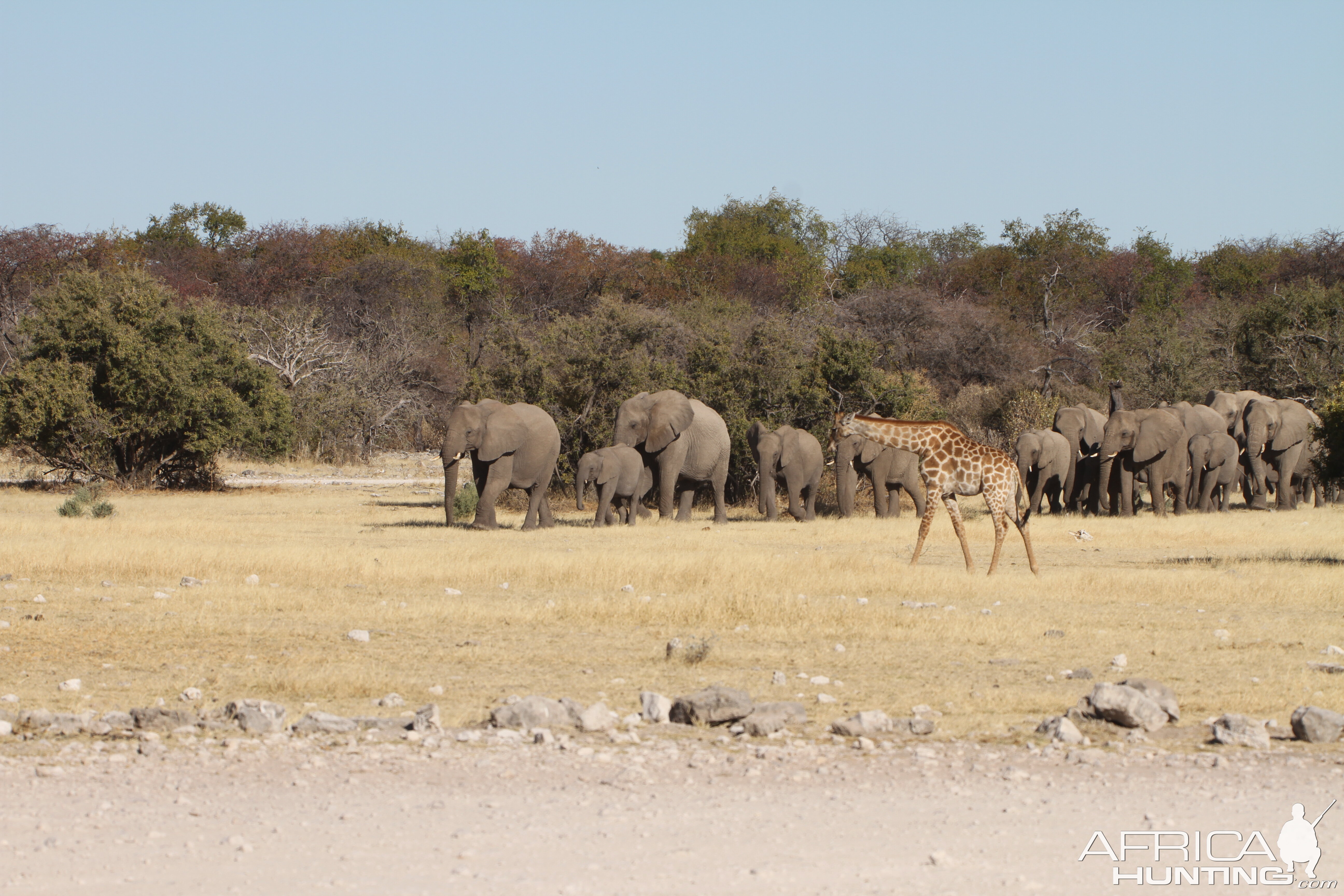 Elephant at Etosha National Park