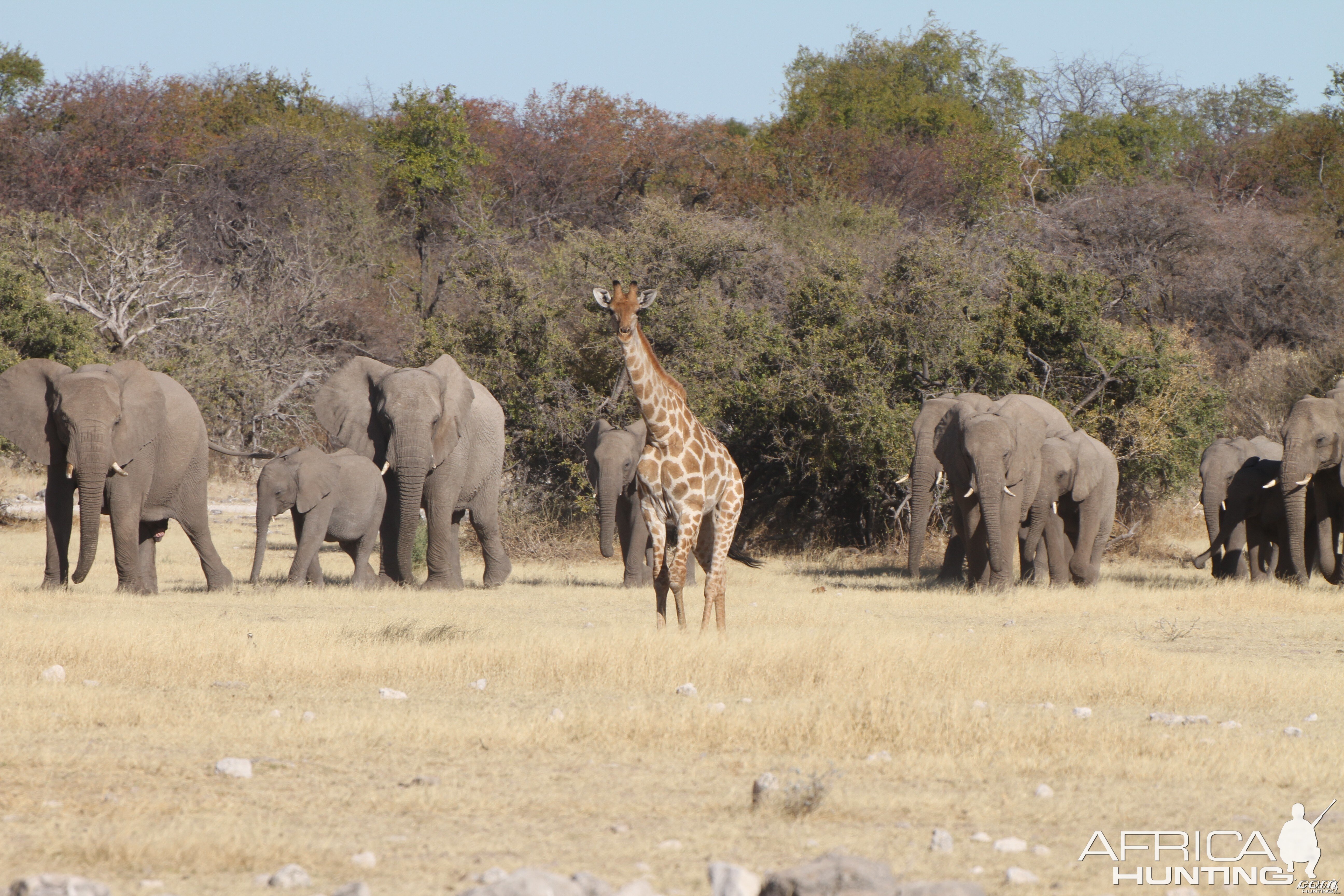 Elephant at Etosha National Park