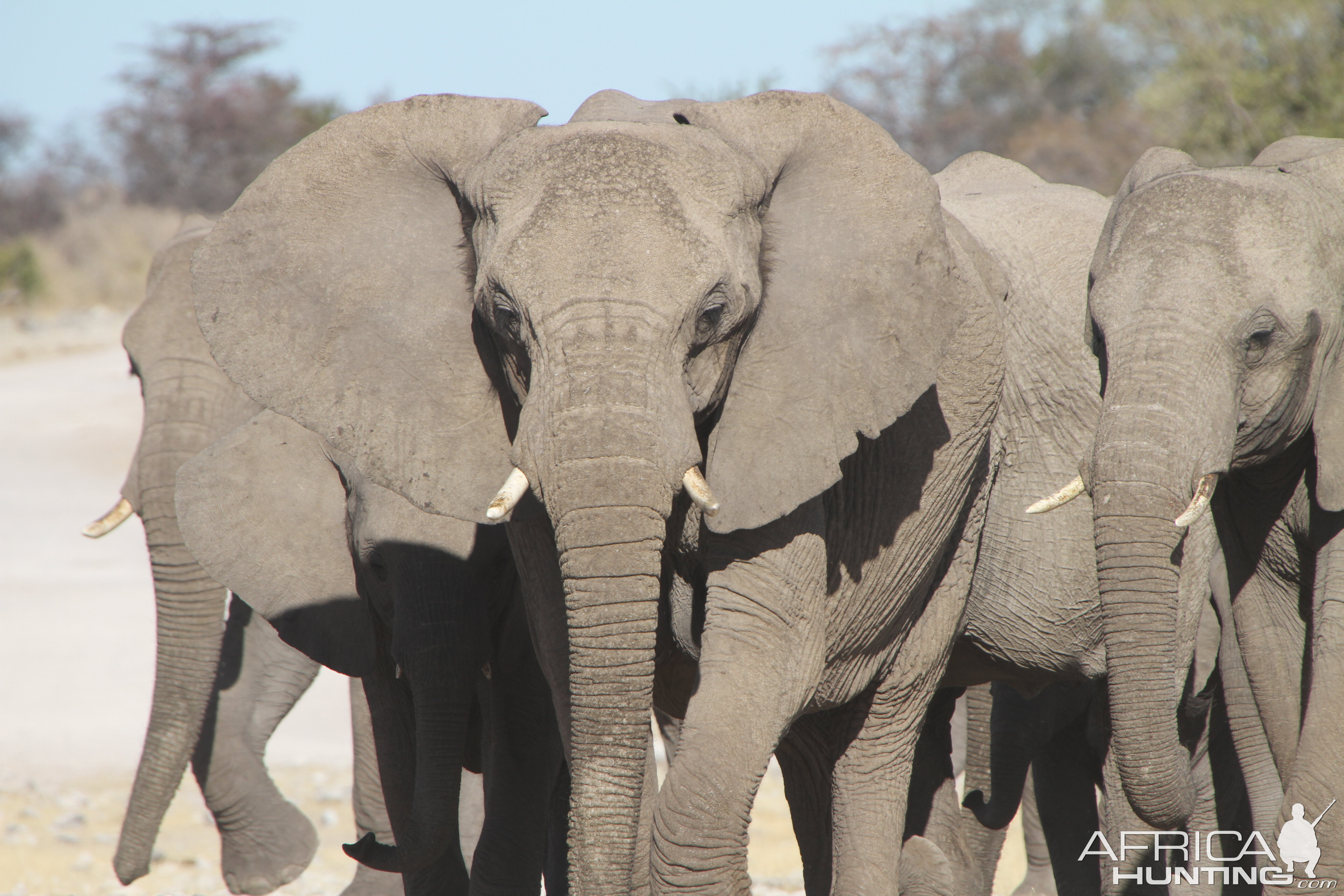 Elephant at Etosha National Park