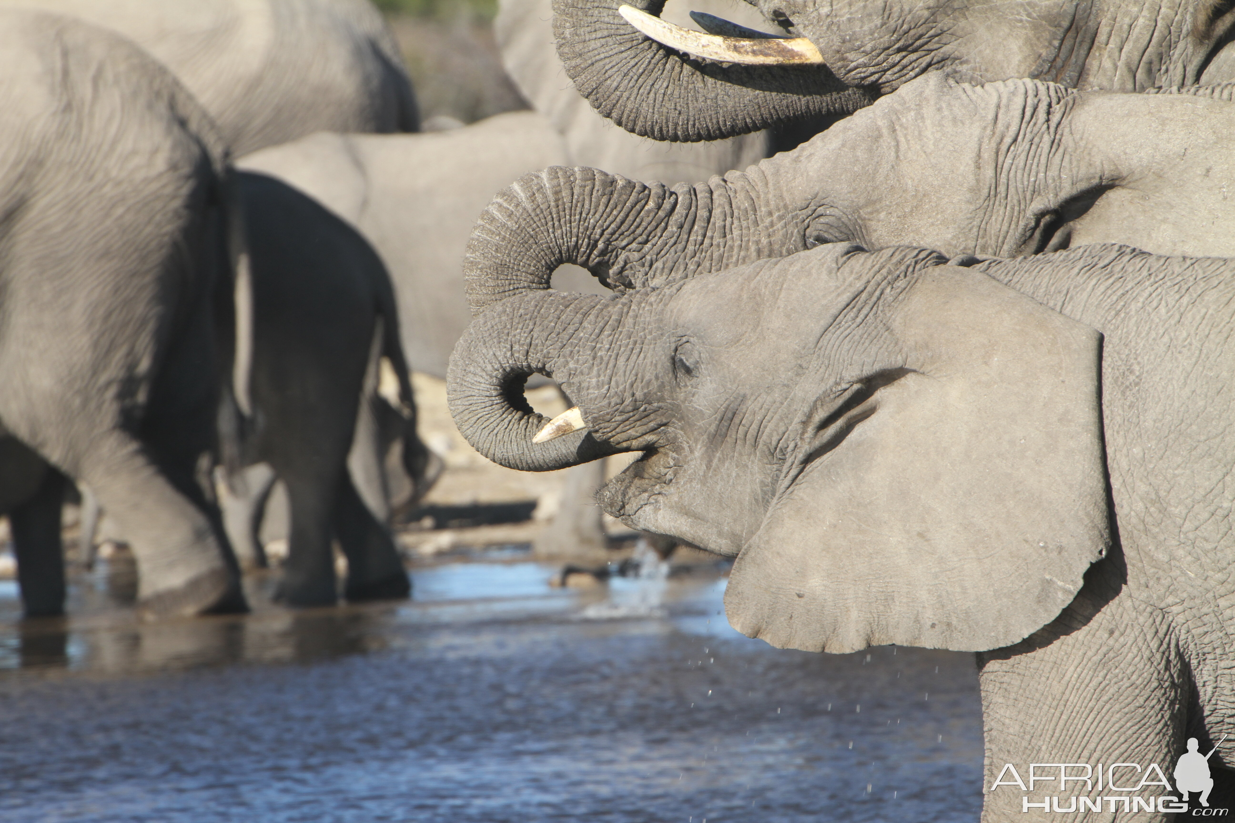 Elephant at Etosha National Park