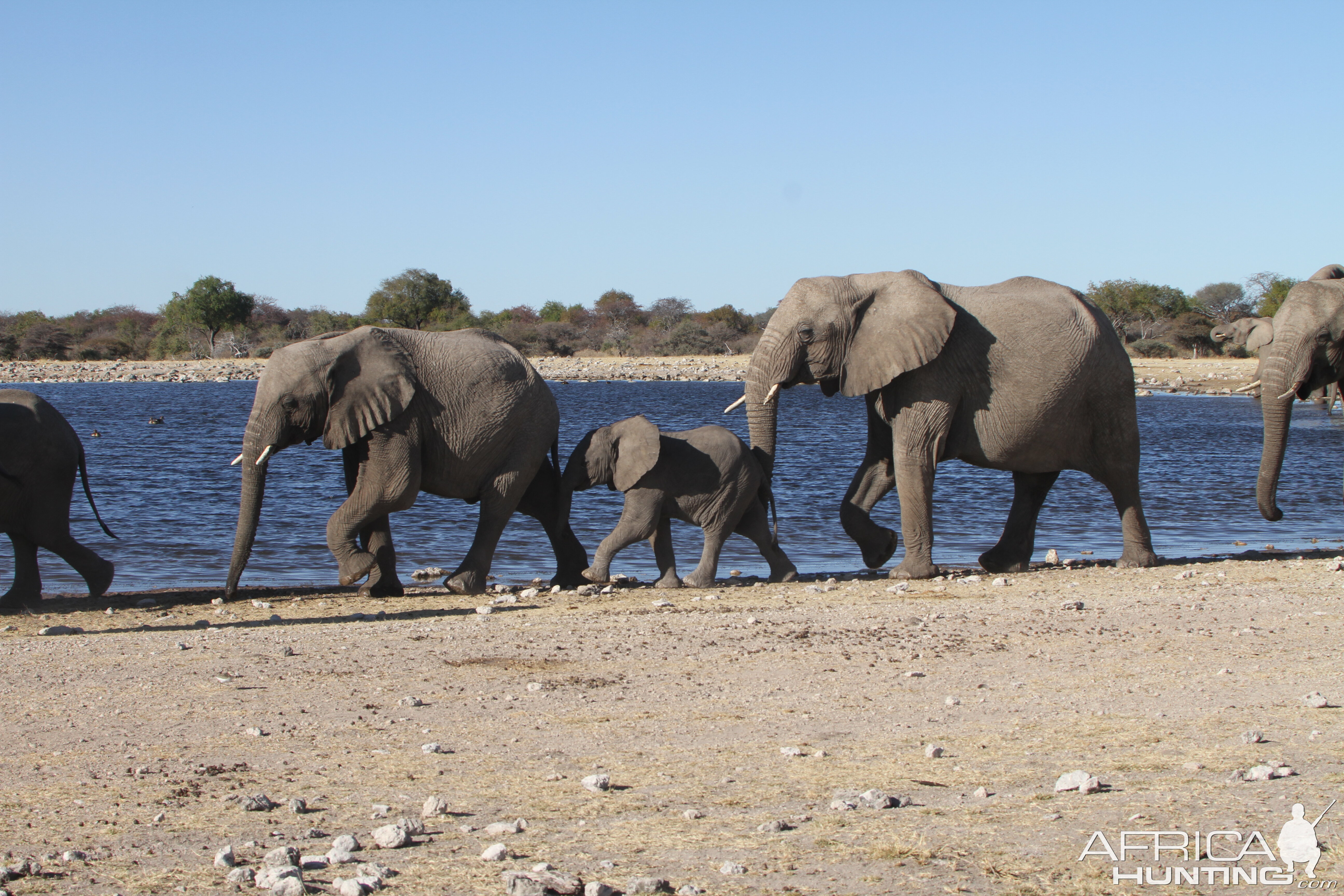 Elephant at Etosha National Park