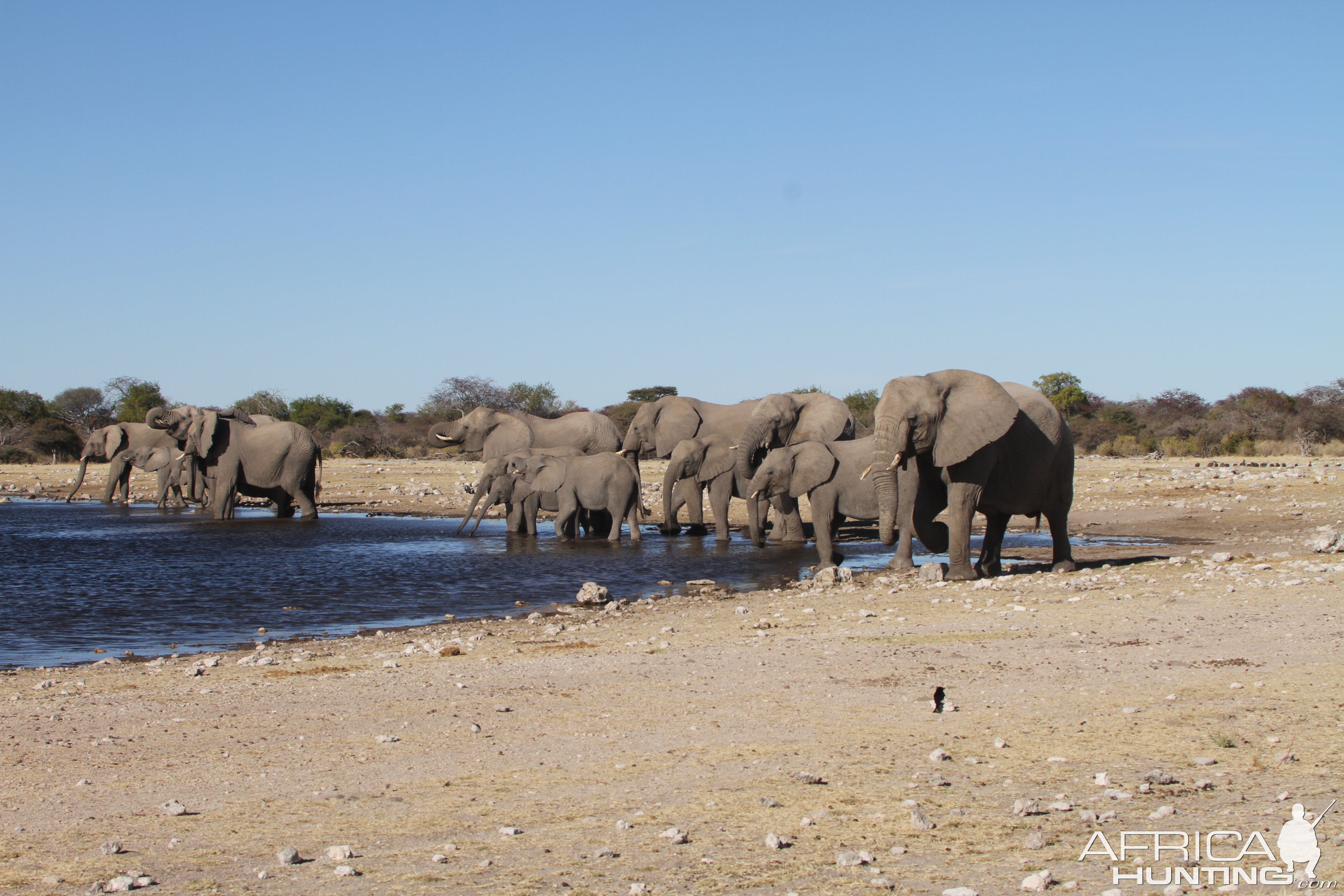 Elephant at Etosha National Park