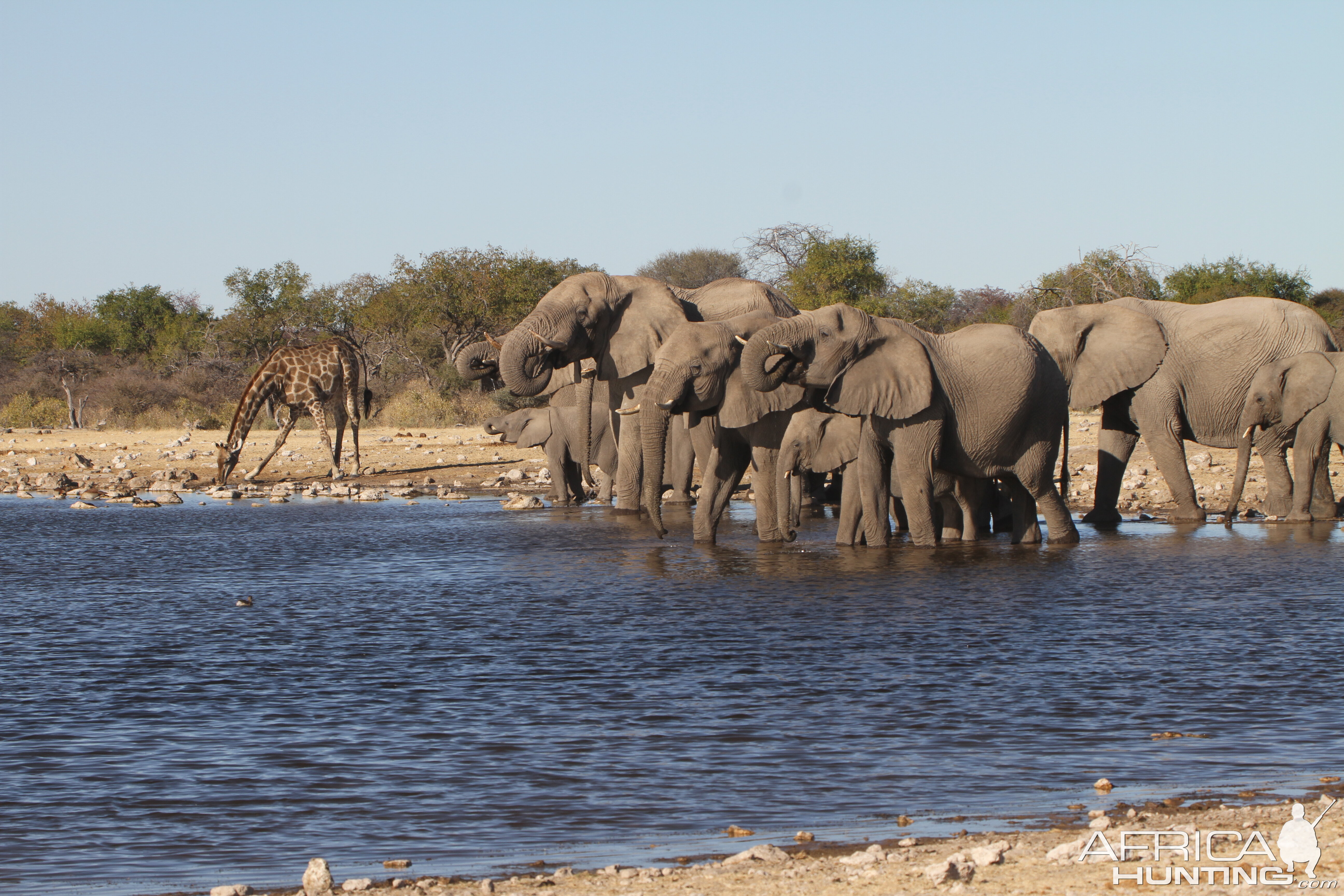 Elephant at Etosha National Park