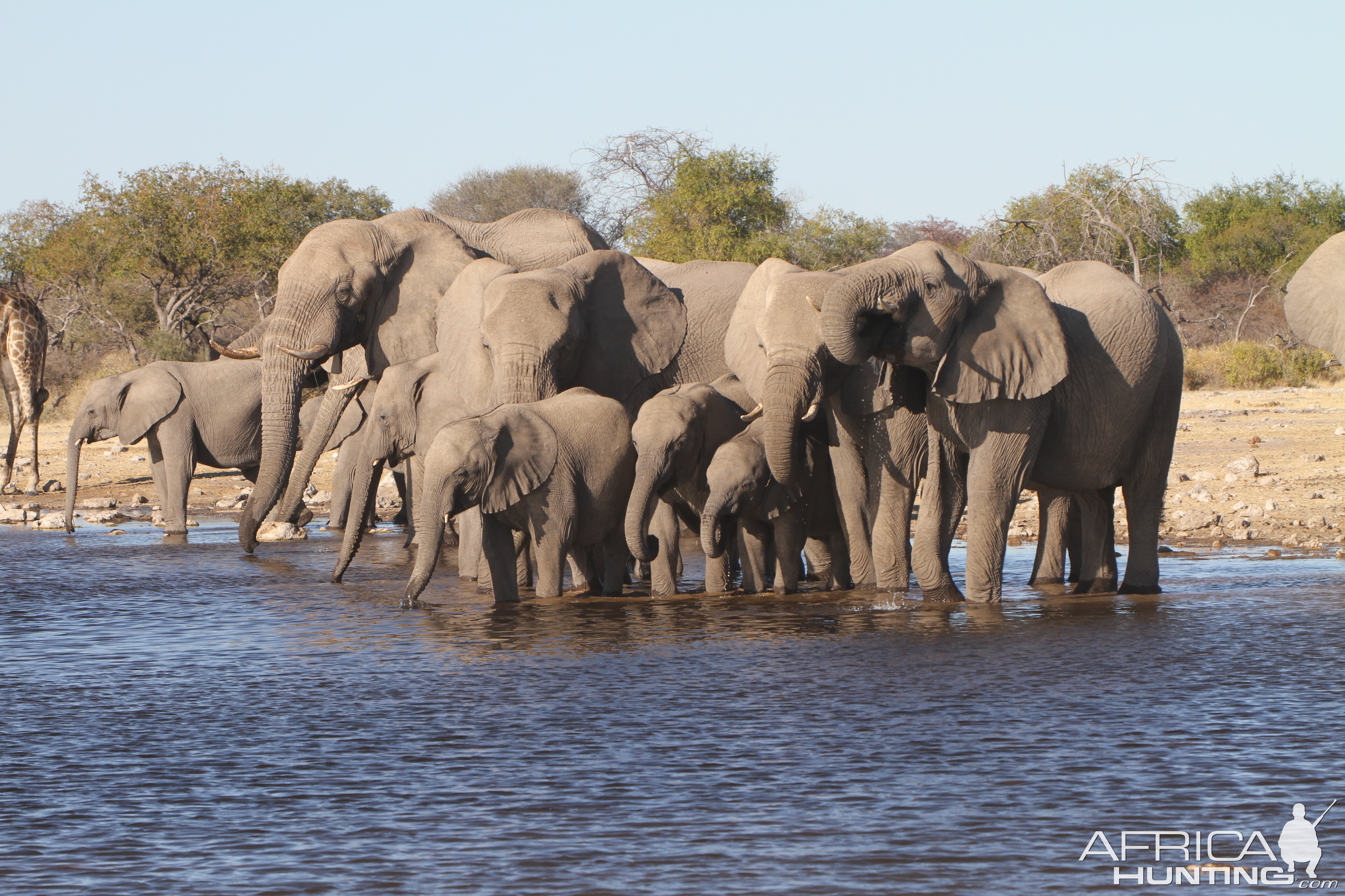 Elephant at Etosha National Park