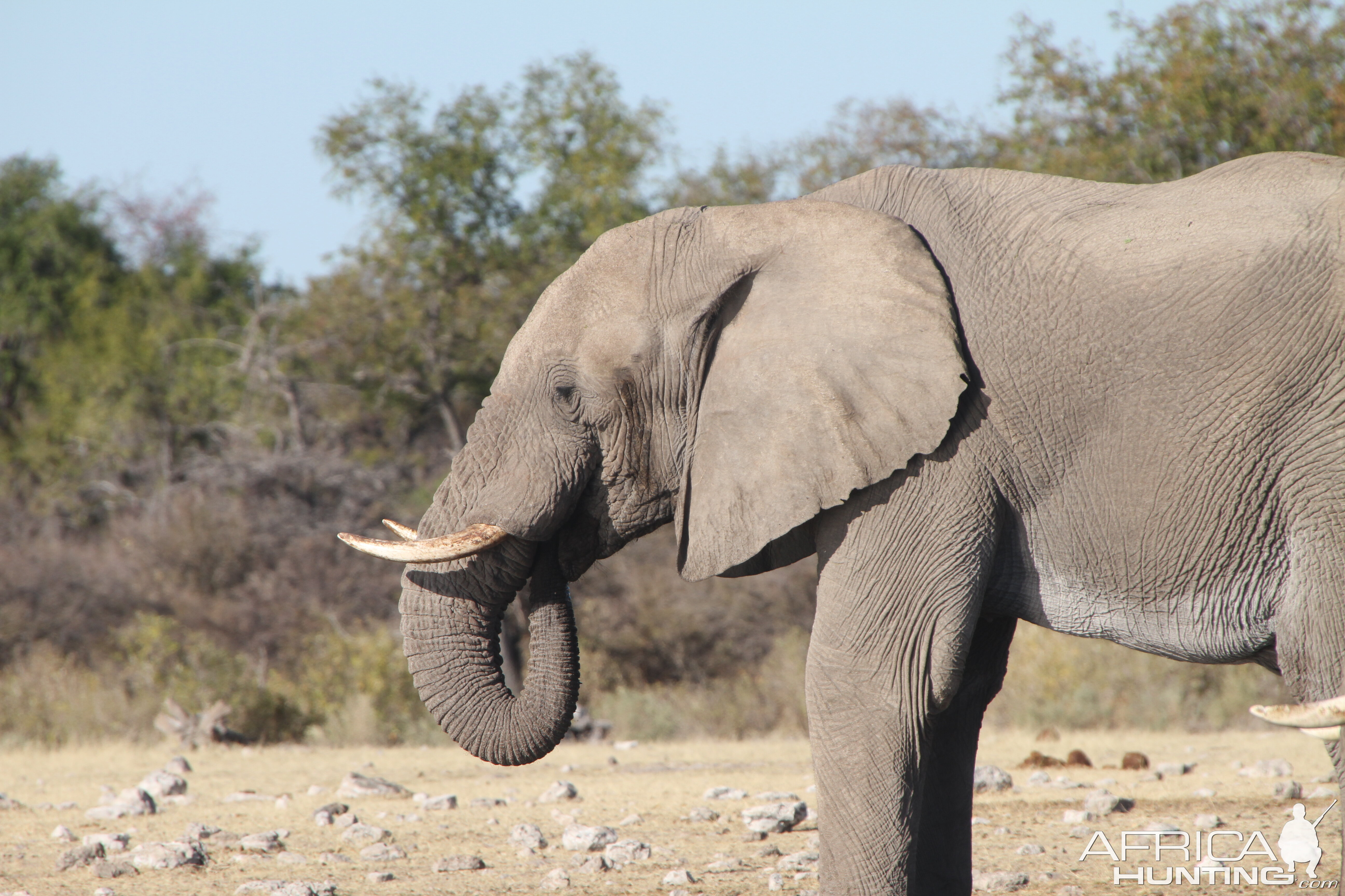 Elephant at Etosha National Park