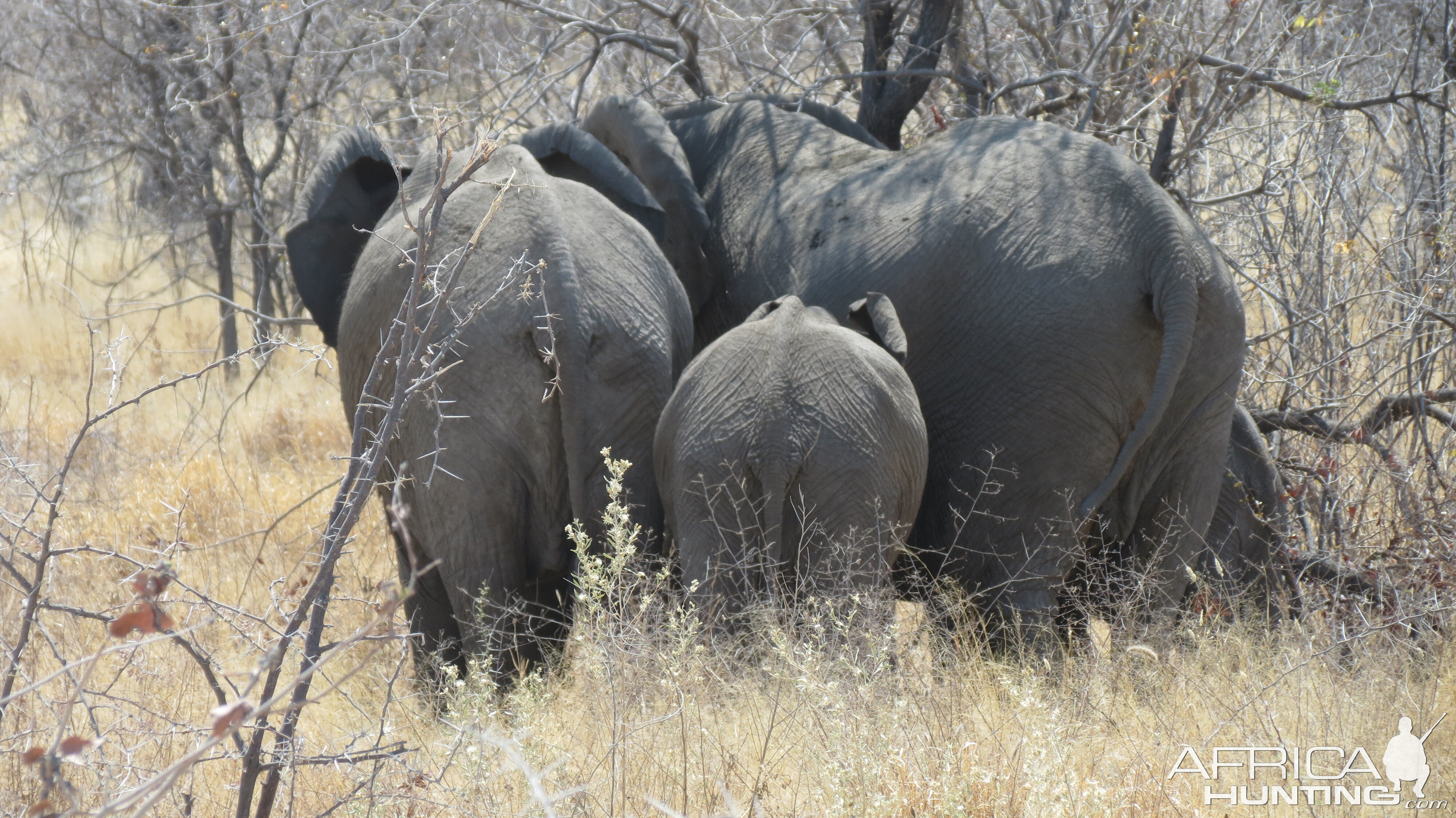 Elephant at Etosha National Park