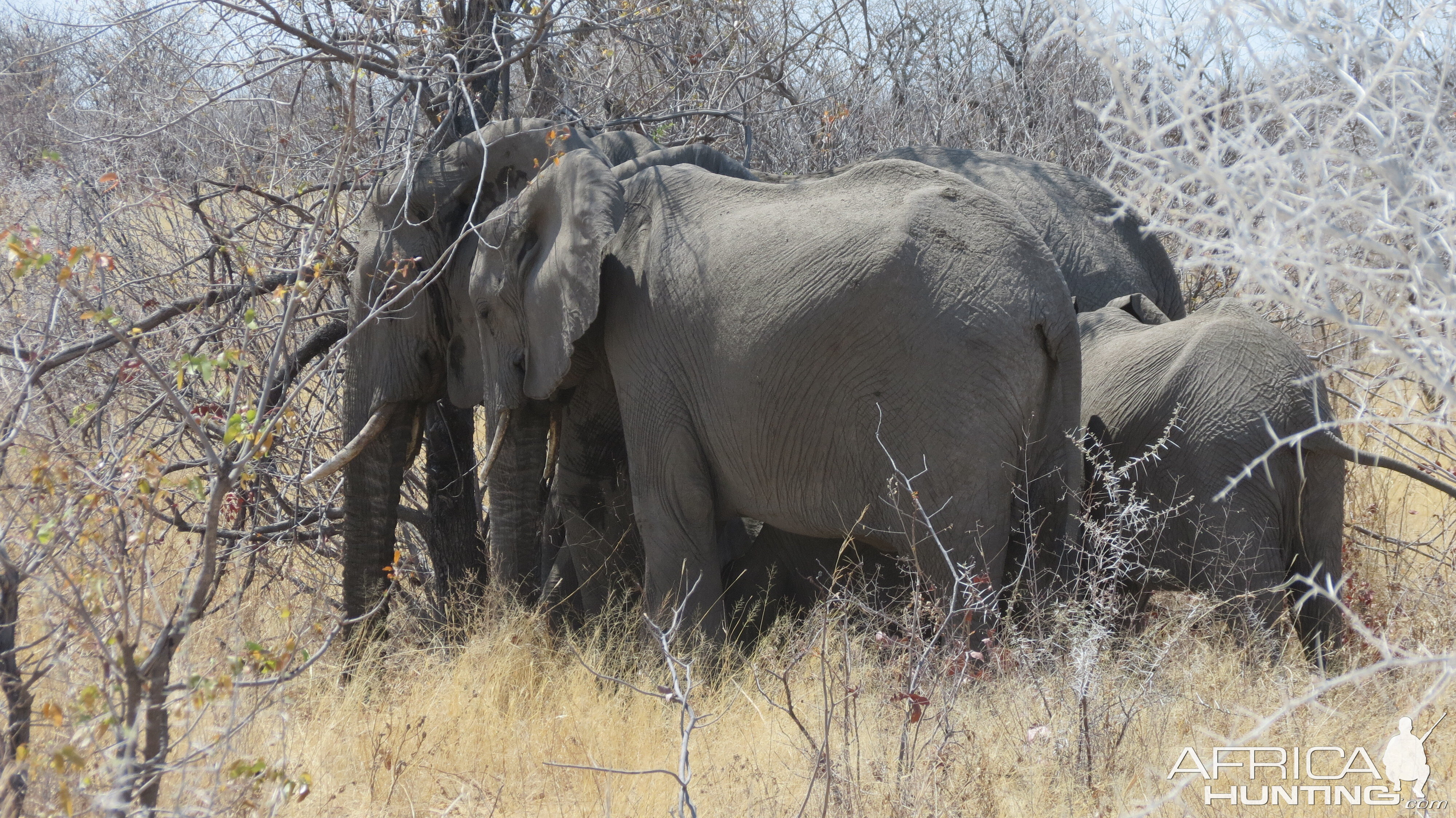 Elephant at Etosha National Park