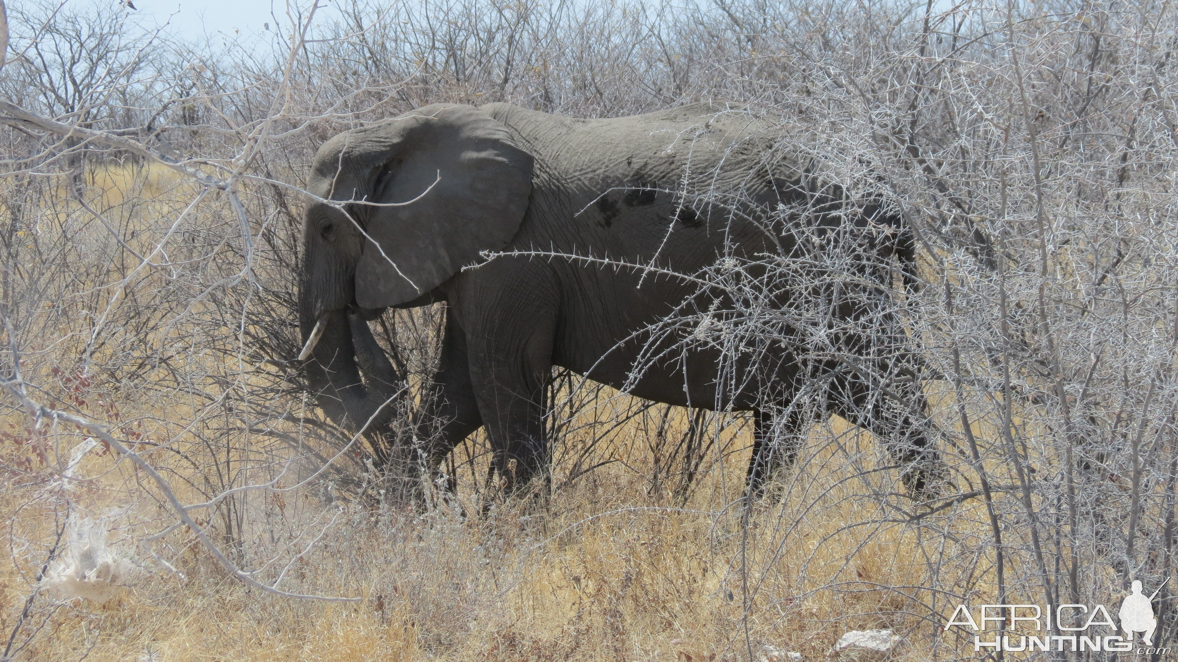 Elephant at Etosha National Park