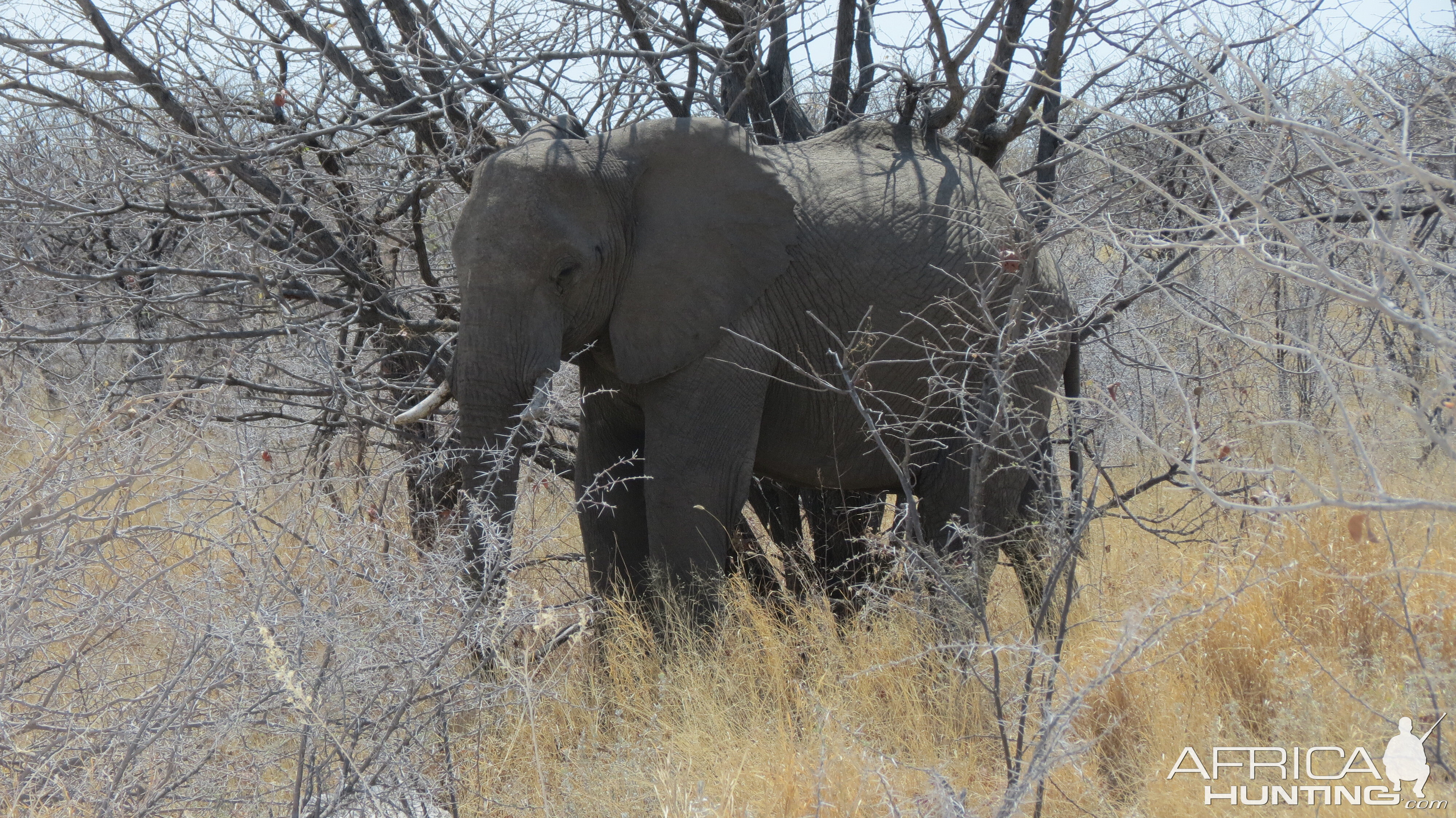 Elephant at Etosha National Park