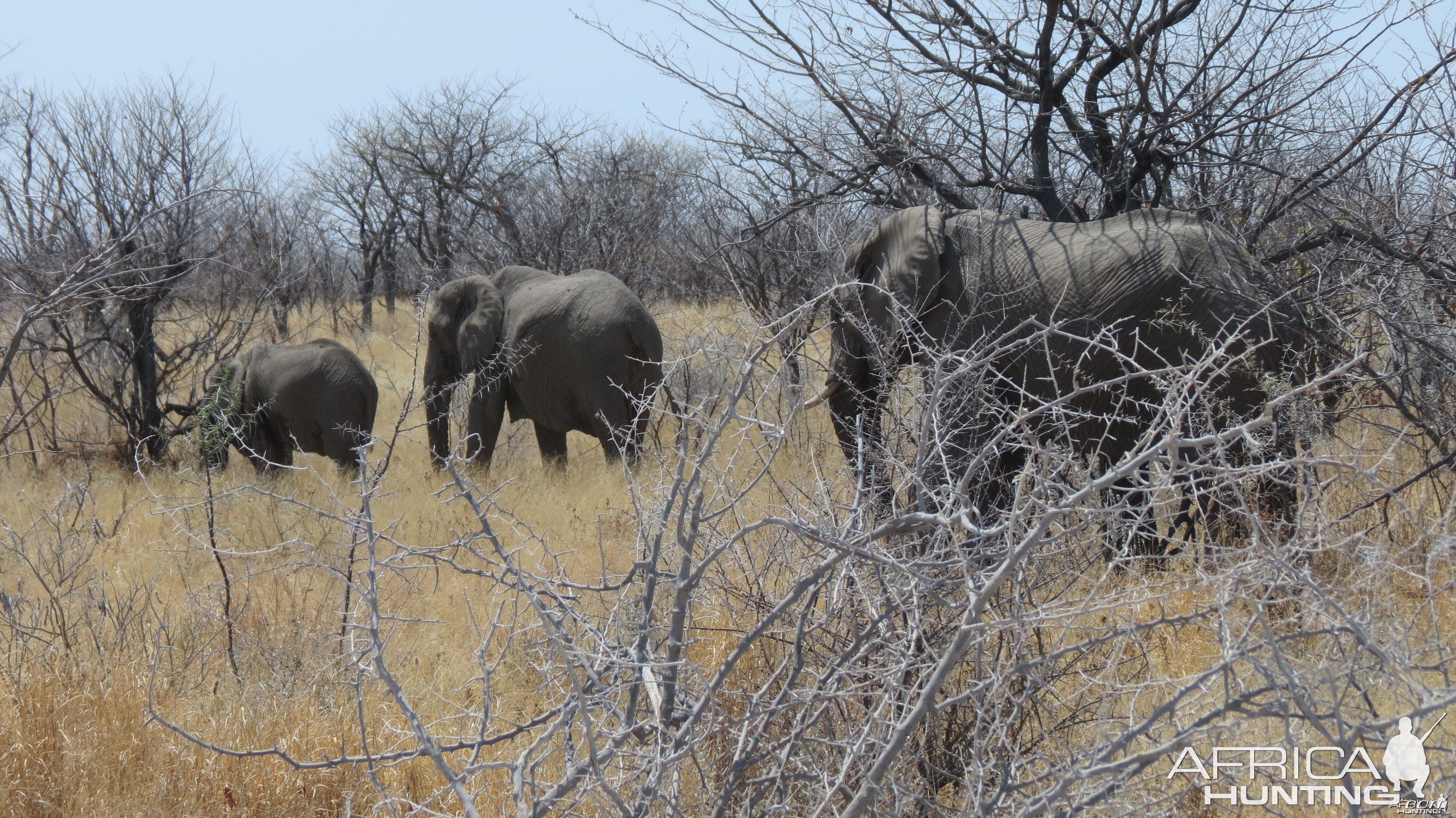 Elephant at Etosha National Park