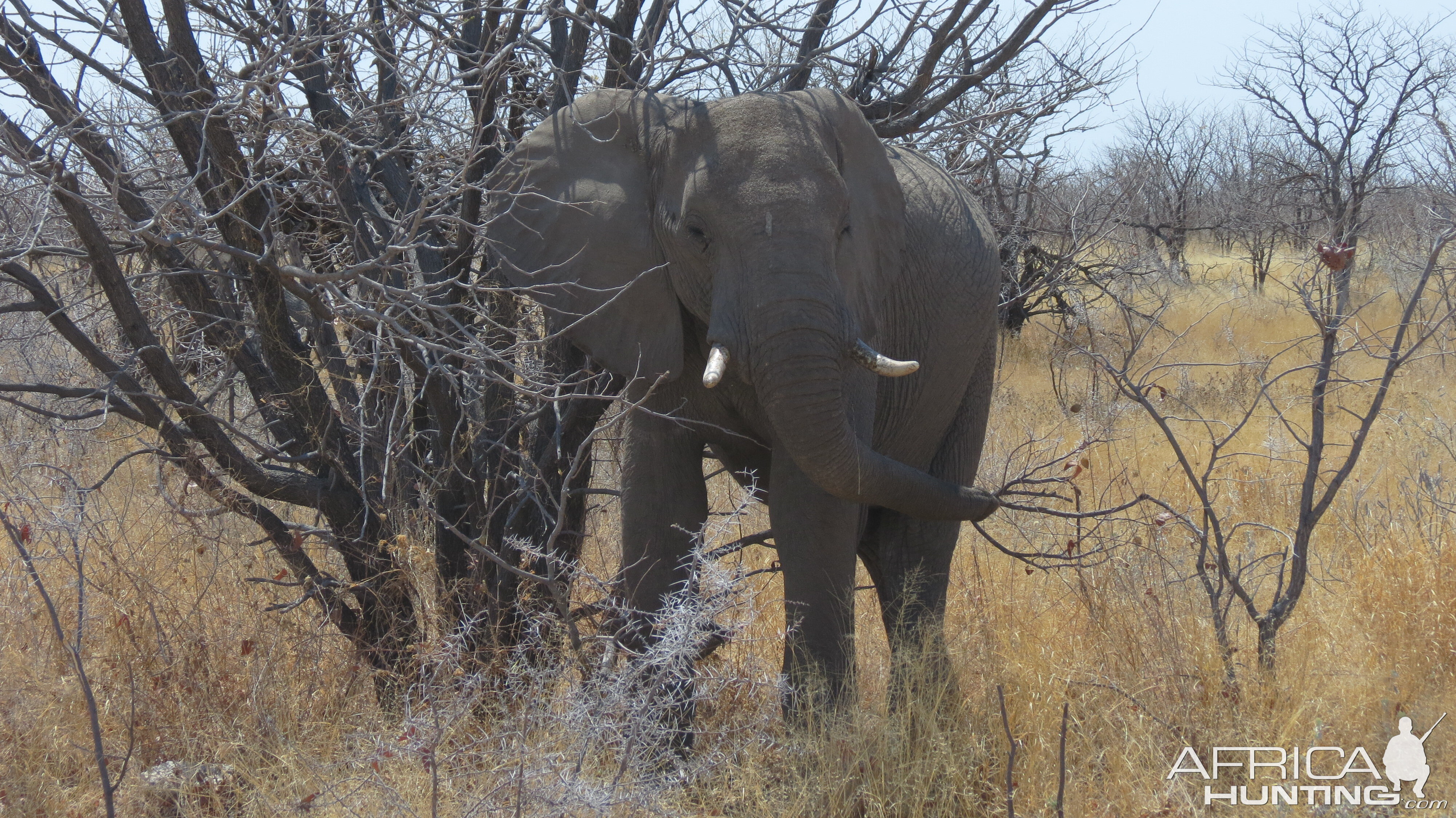 Elephant at Etosha National Park