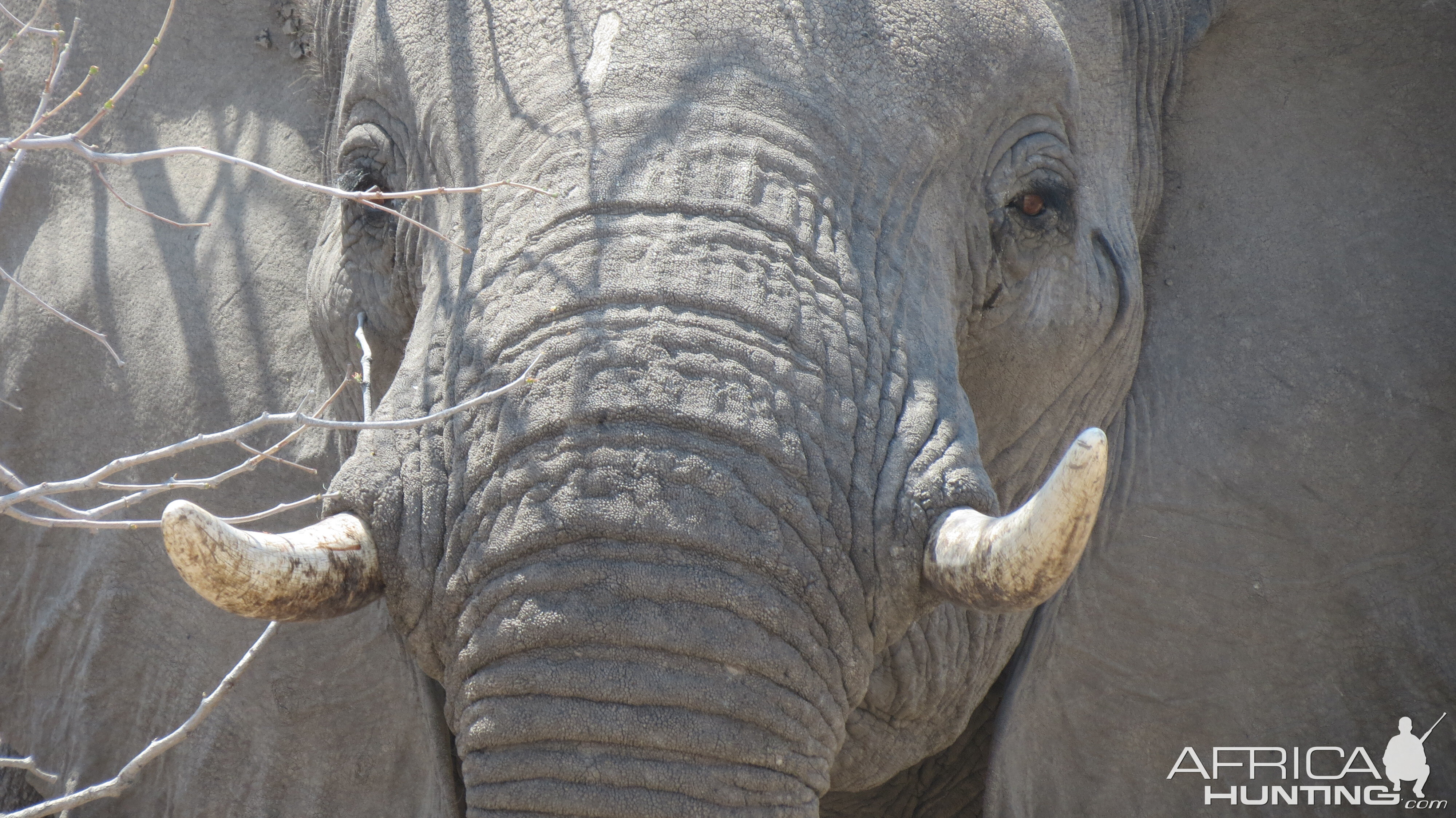 Elephant at Etosha National Park