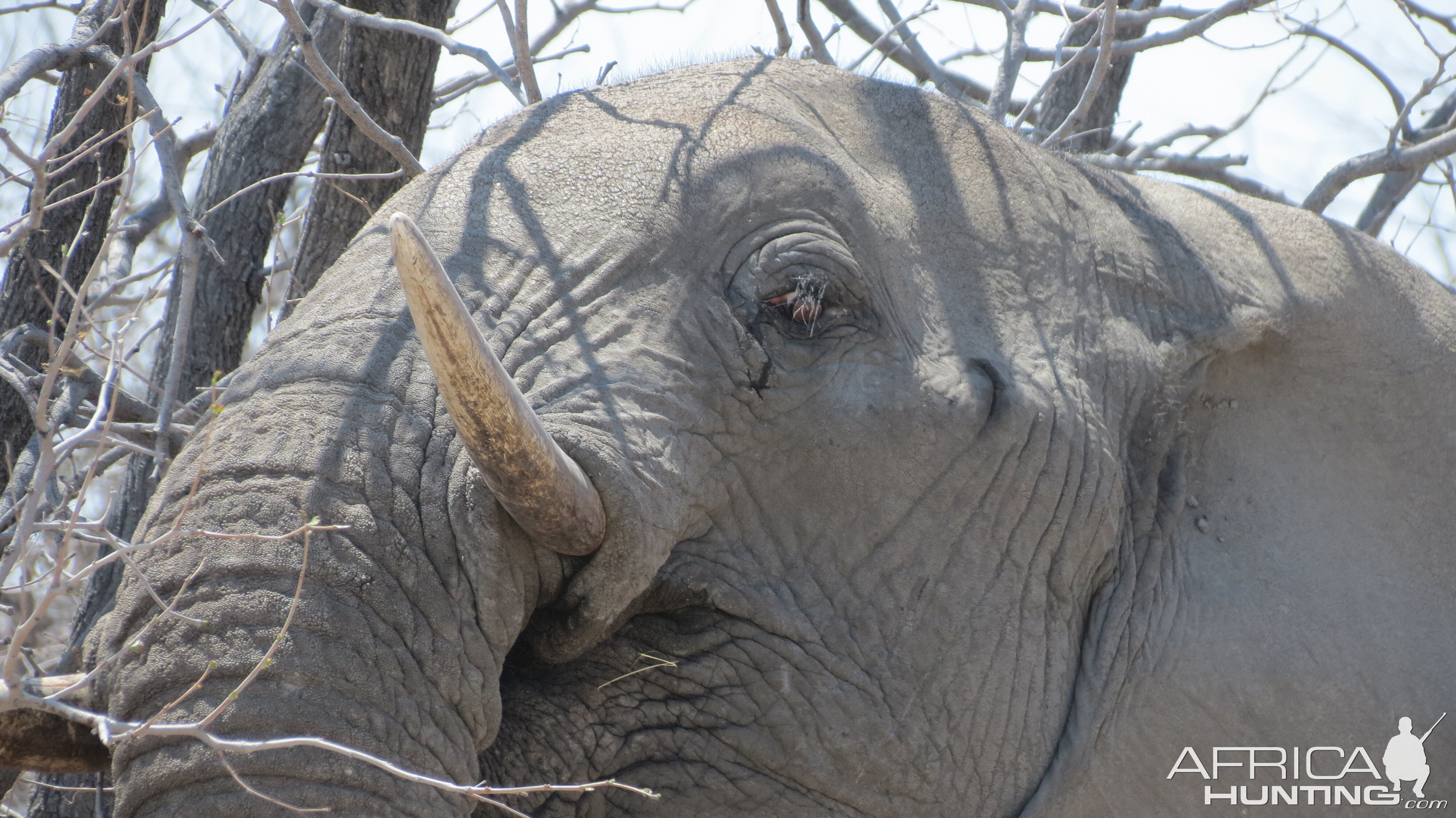 Elephant at Etosha National Park