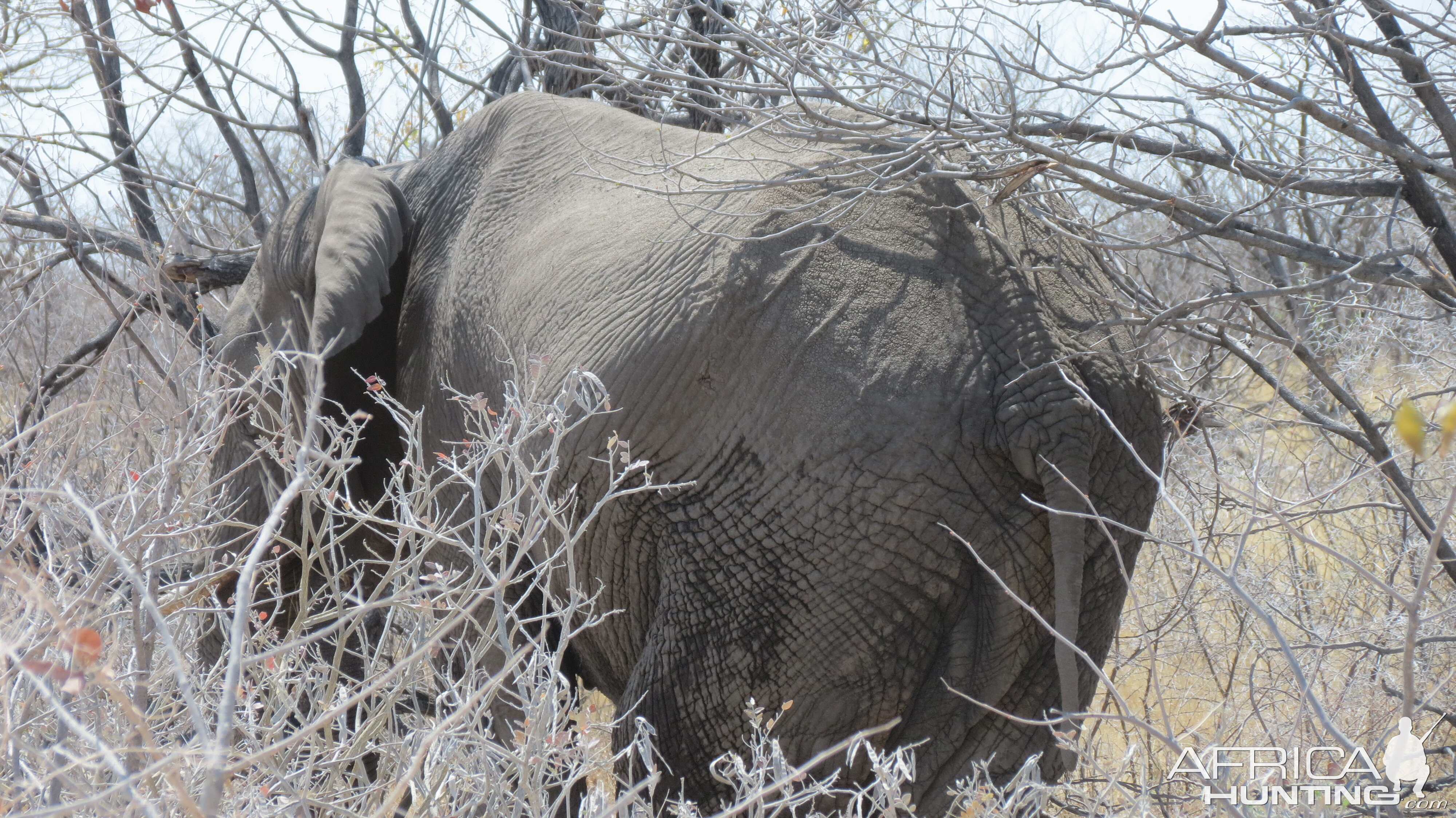 Elephant at Etosha National Park