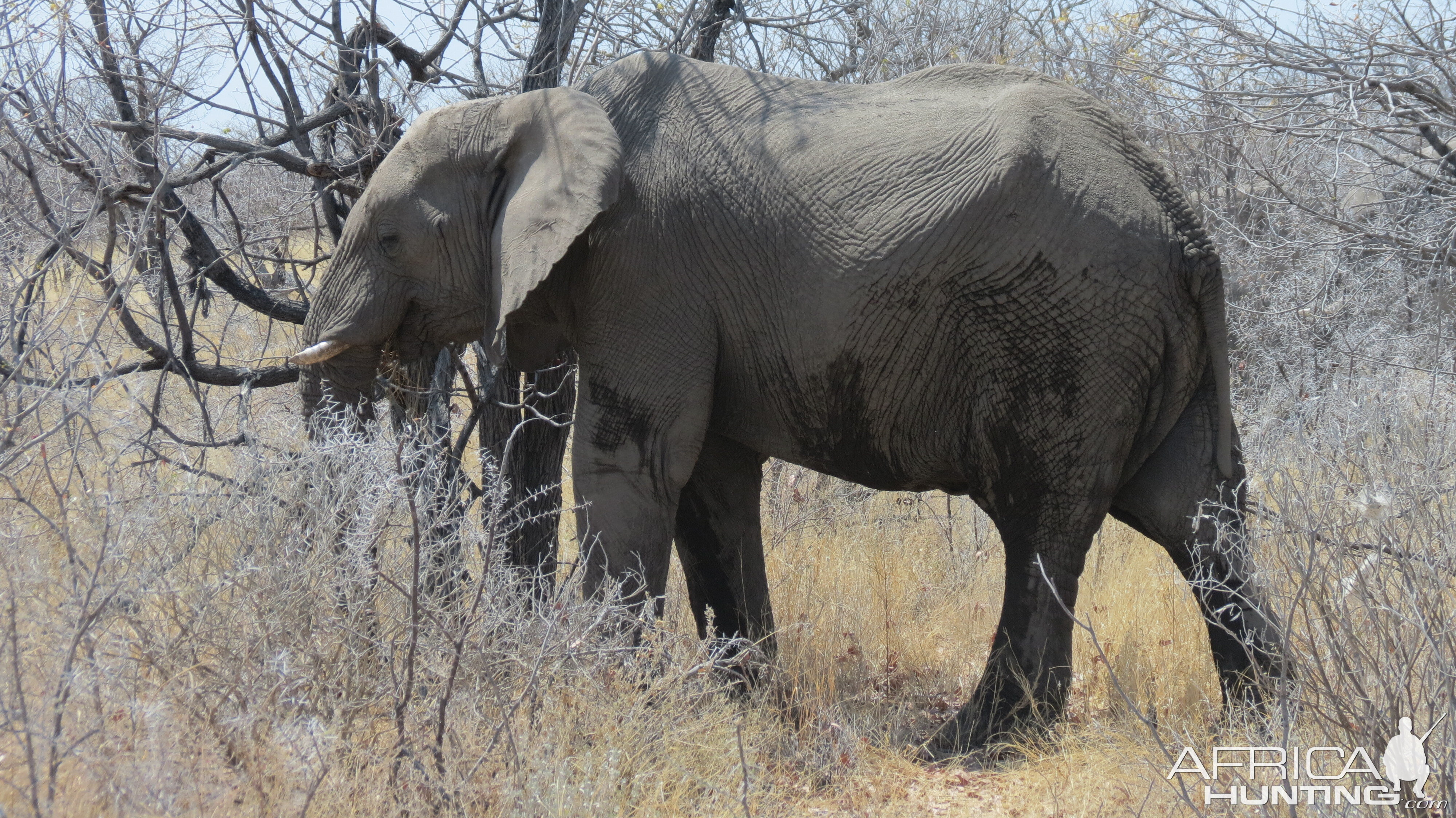 Elephant at Etosha National Park