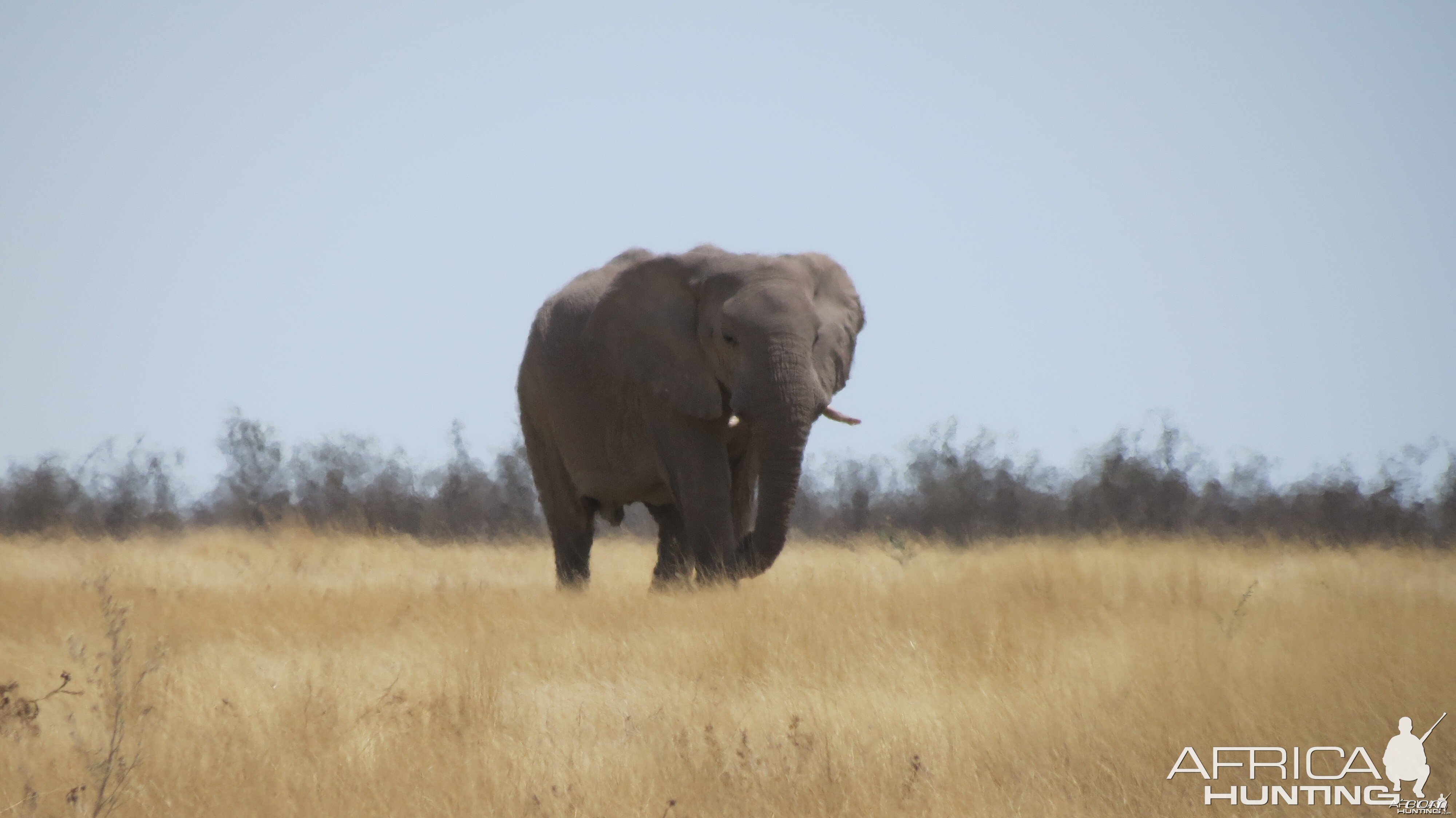 Elephant at Etosha National Park