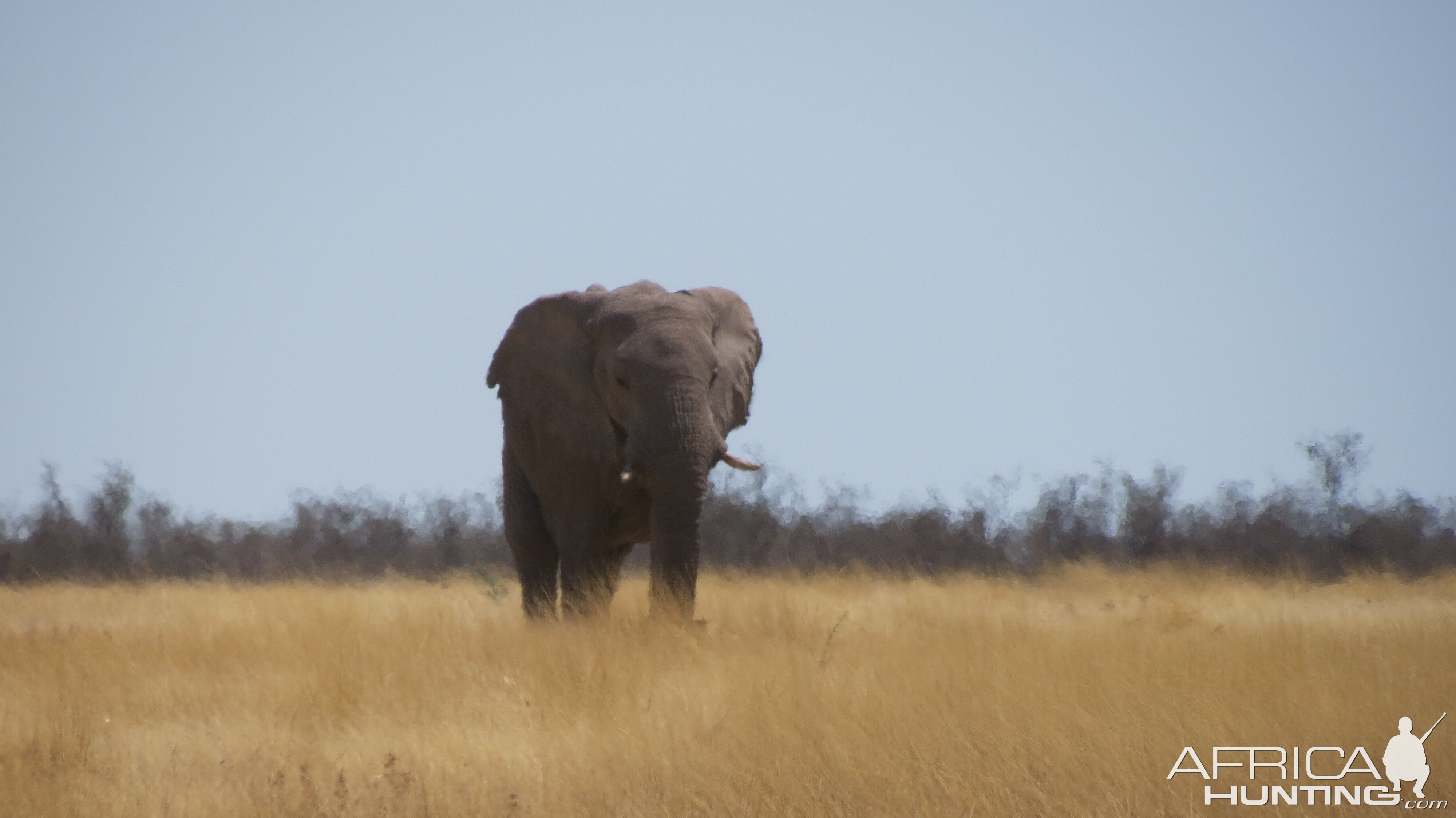 Elephant at Etosha National Park