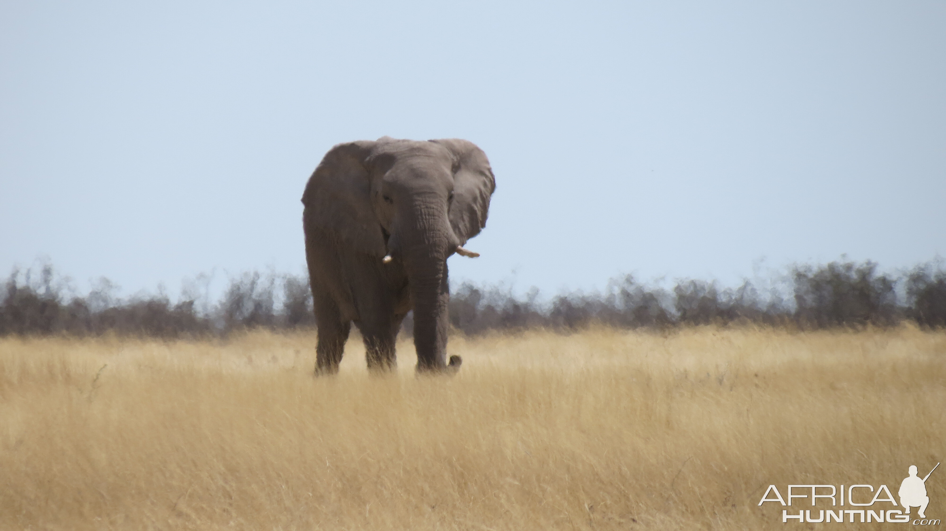 Elephant at Etosha National Park