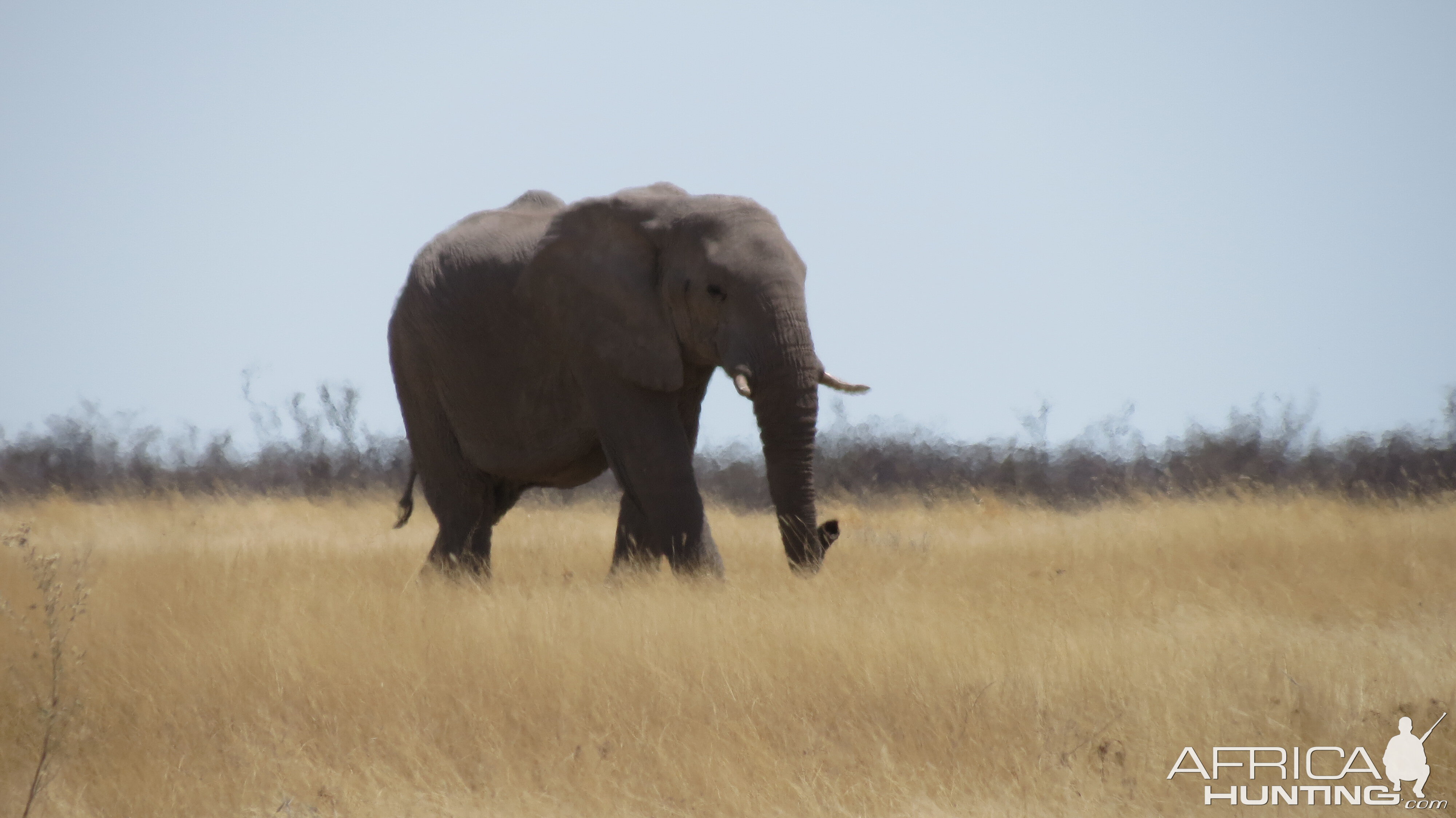 Elephant at Etosha National Park