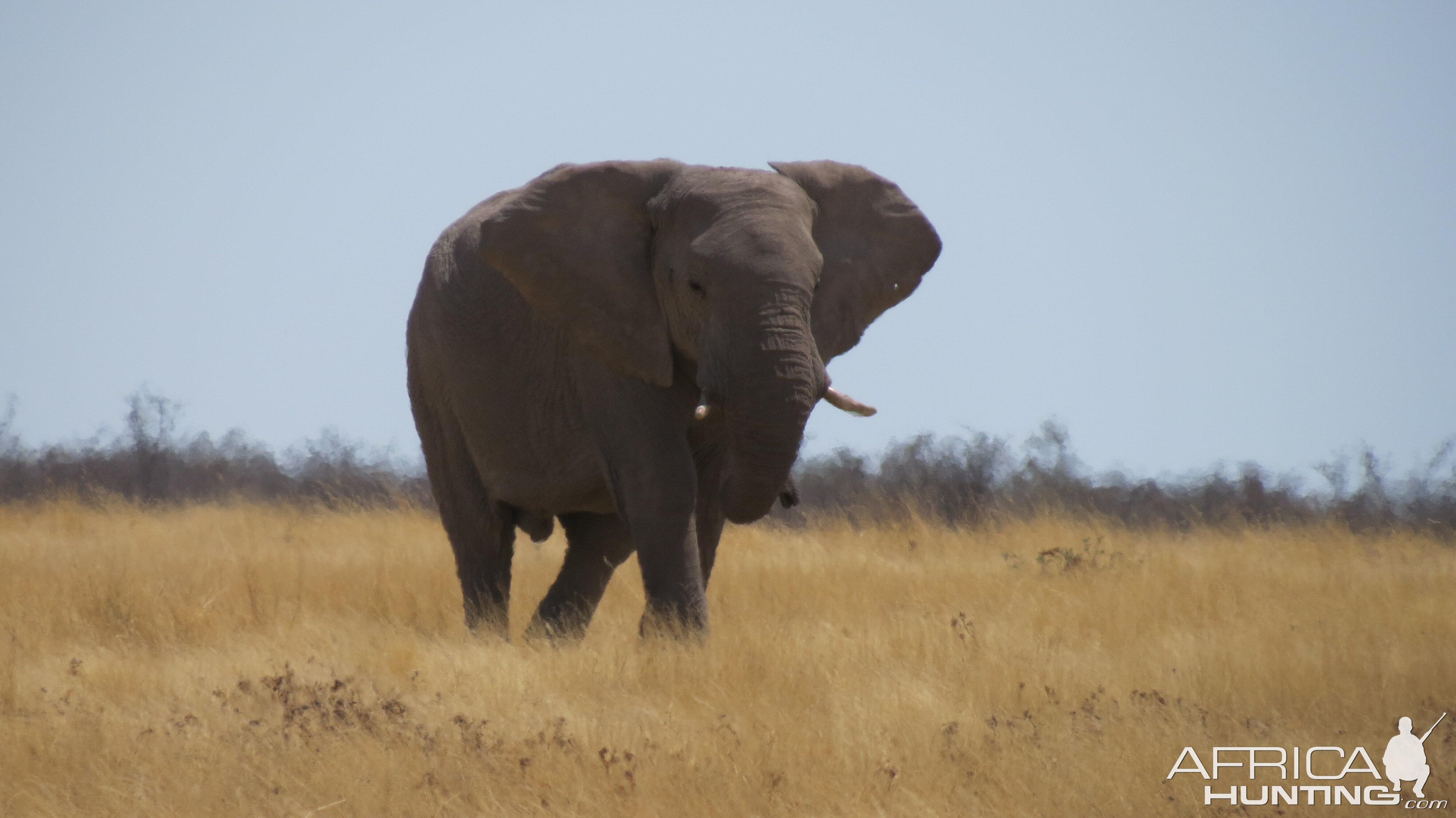 Elephant at Etosha National Park