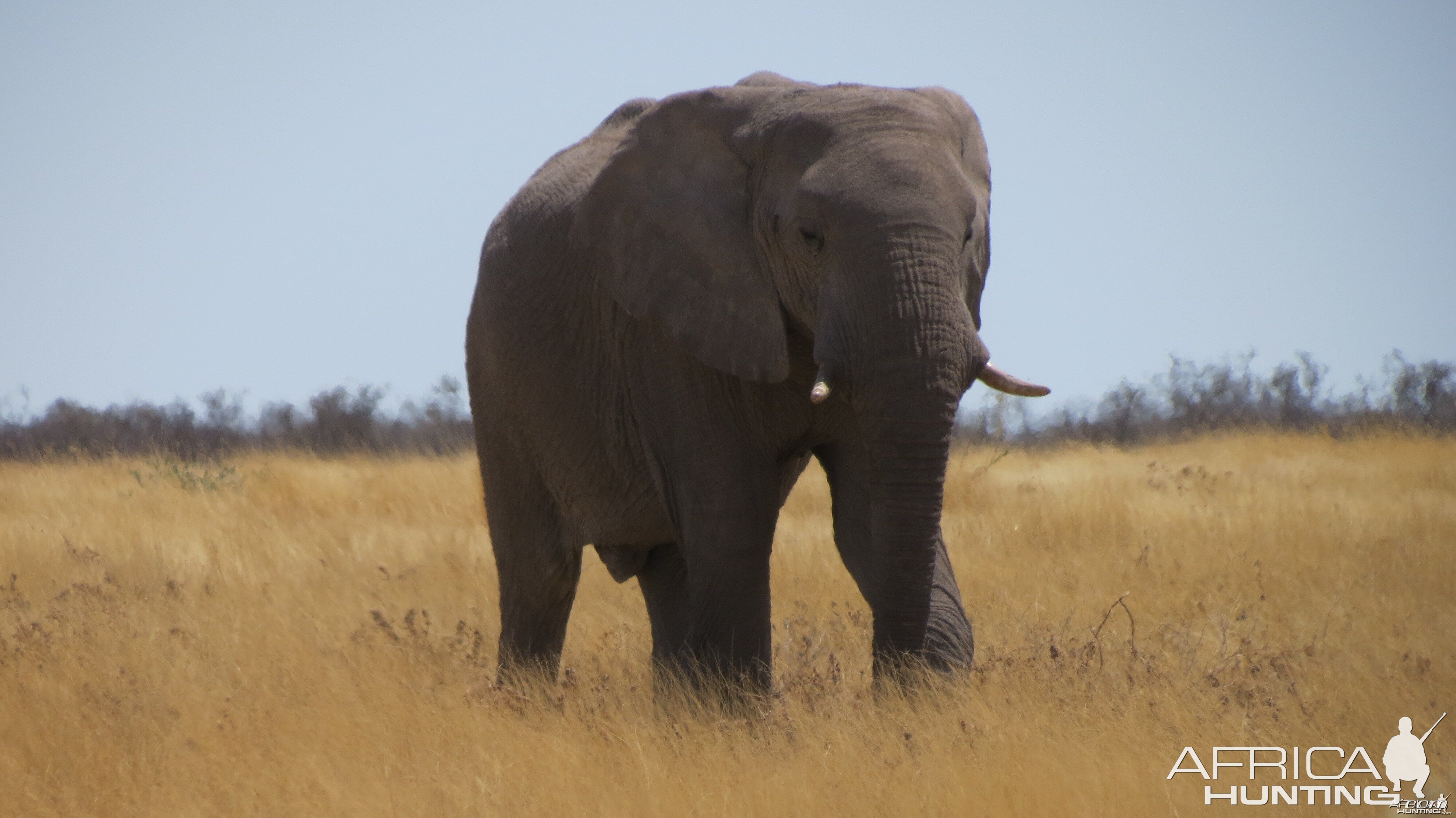 Elephant at Etosha National Park