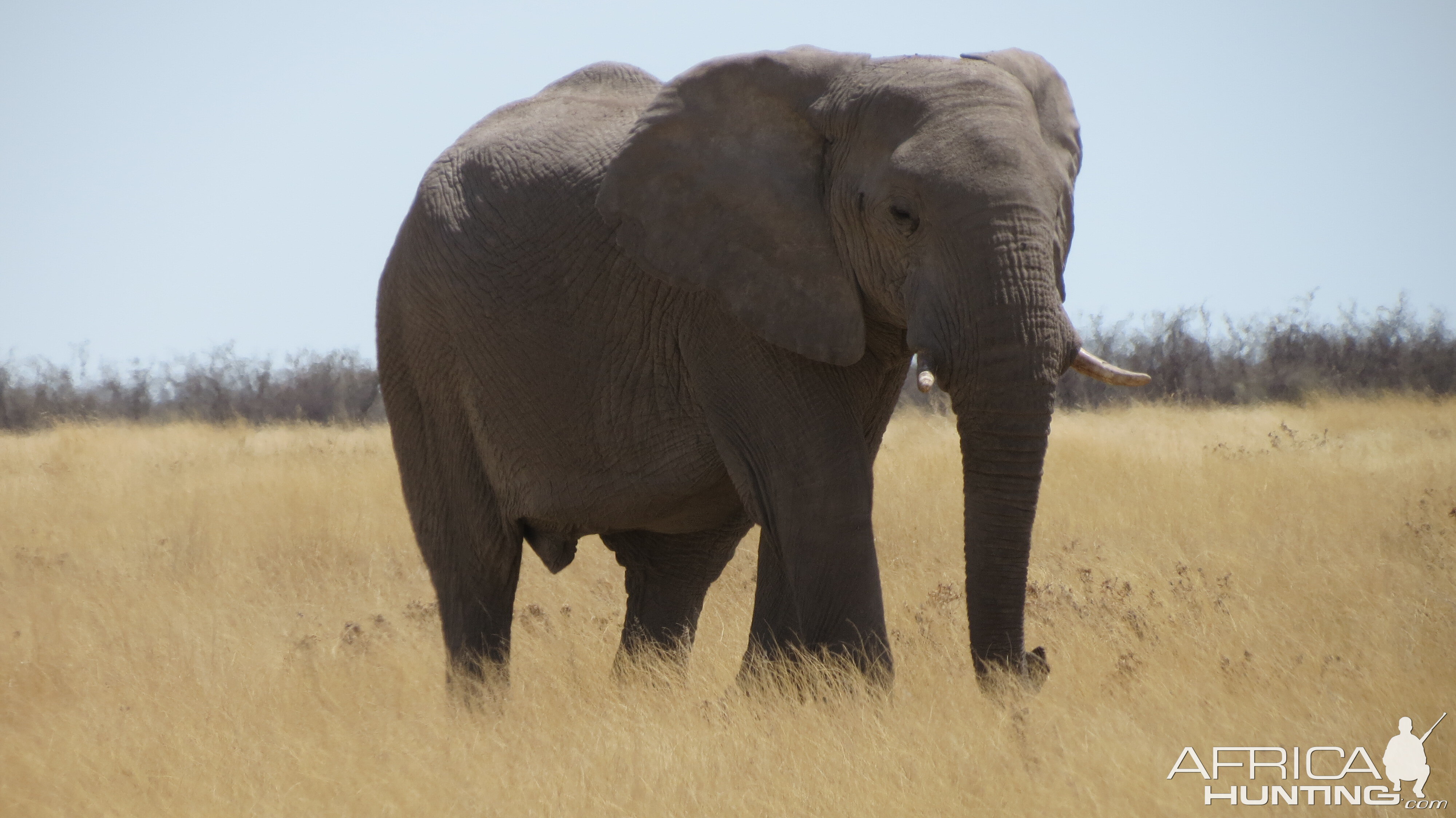 Elephant at Etosha National Park