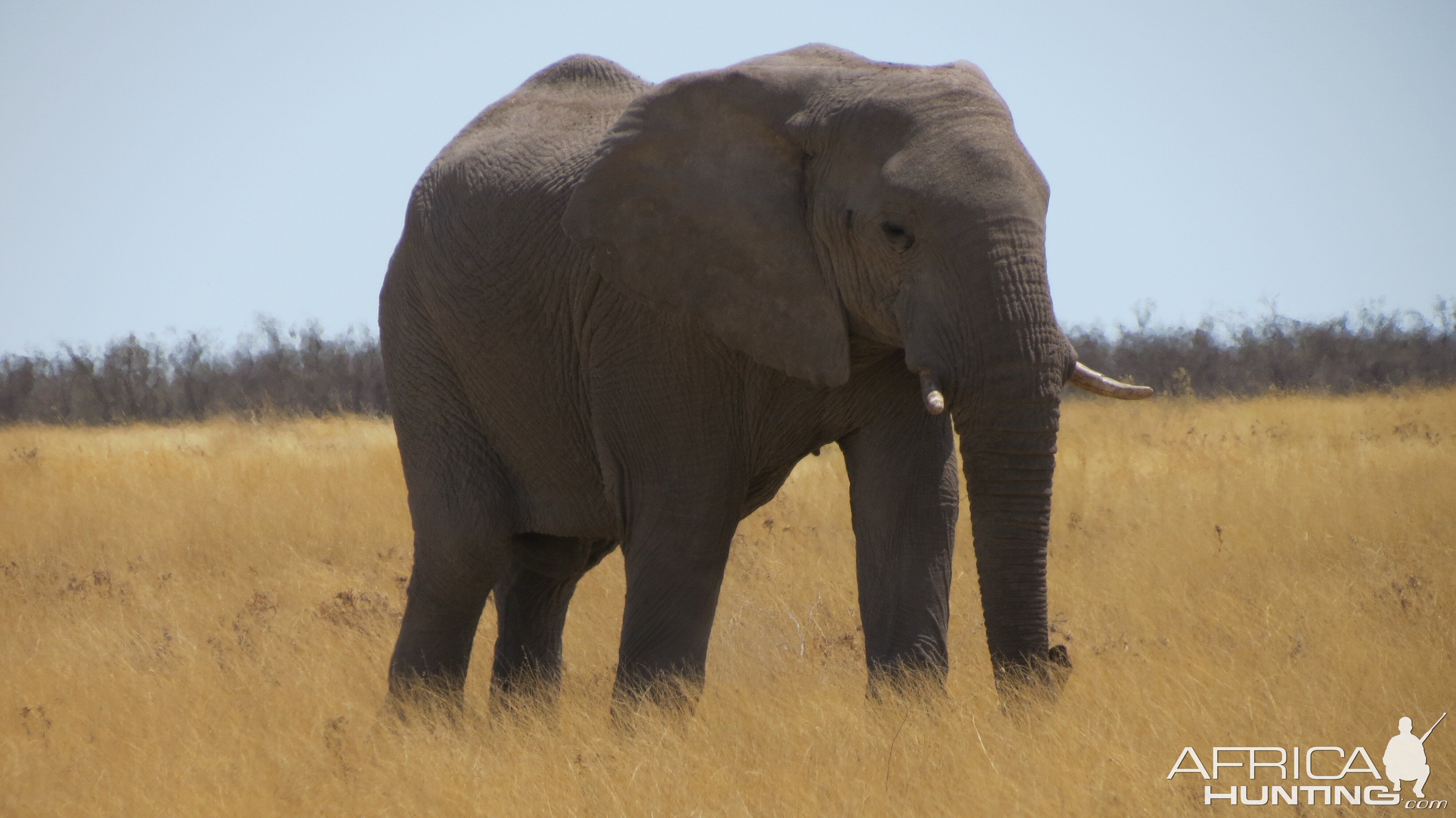 Elephant at Etosha National Park