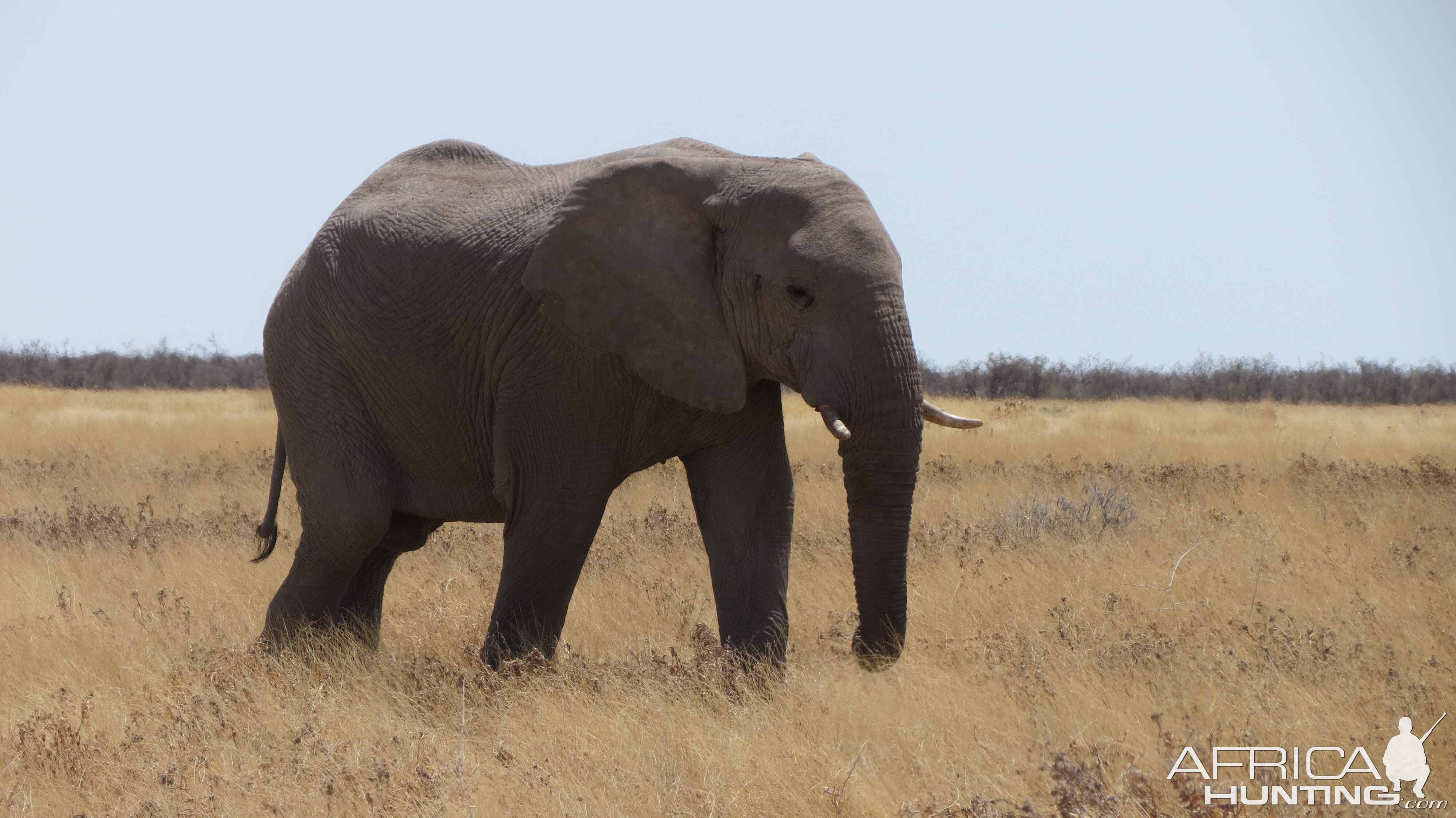 Elephant at Etosha National Park