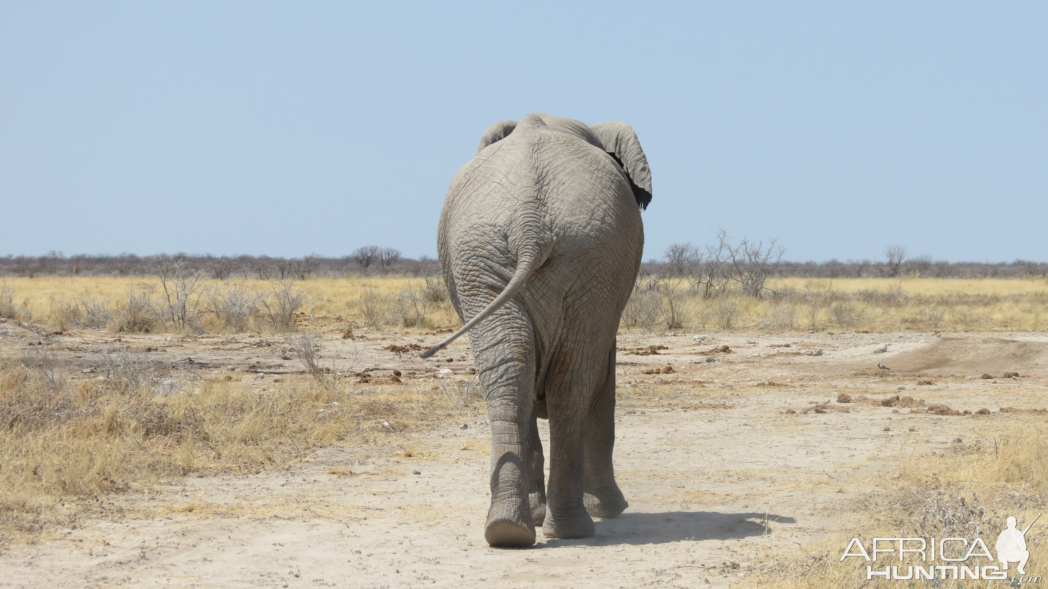 Elephant at Etosha National Park