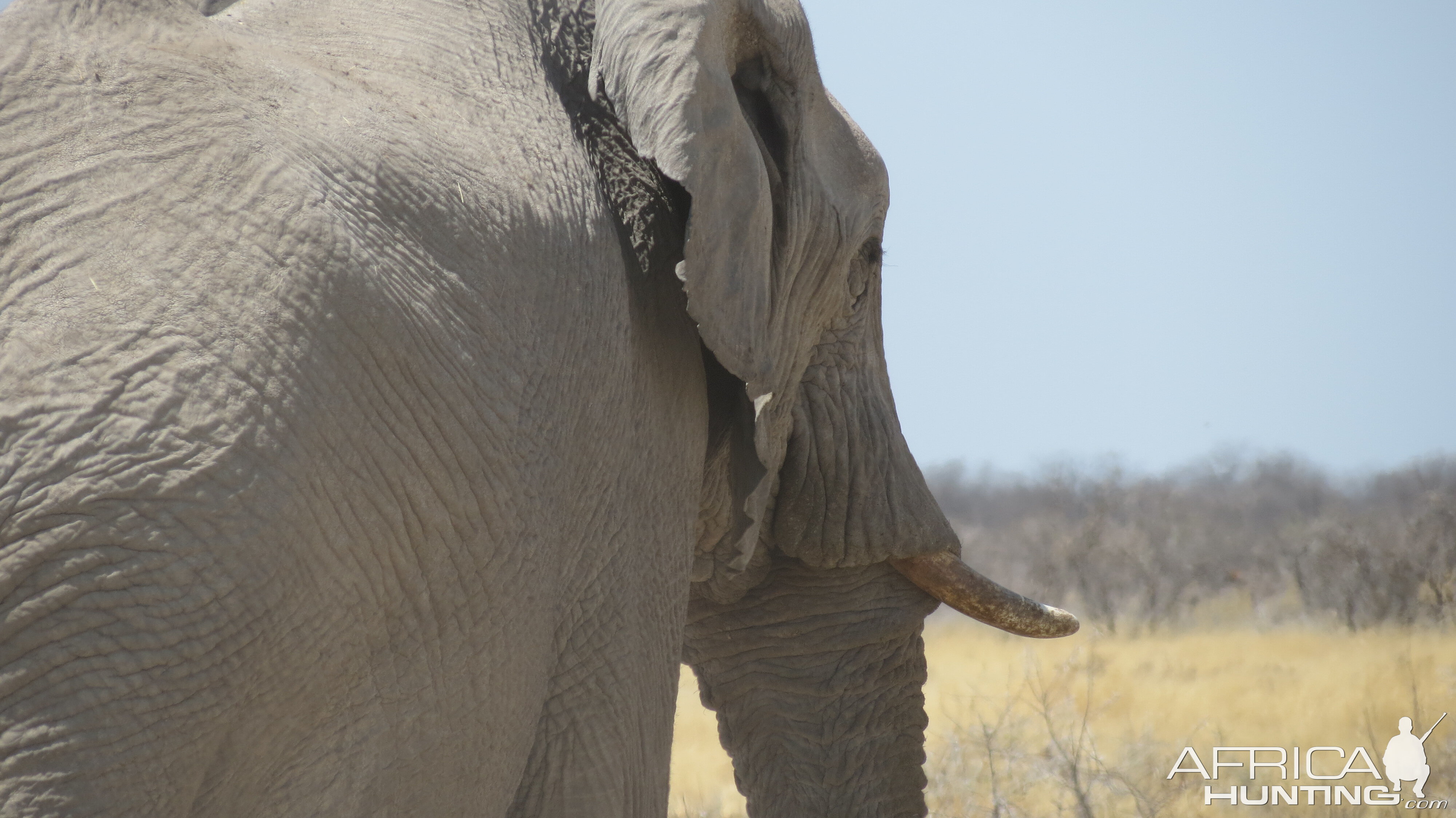 Elephant at Etosha National Park