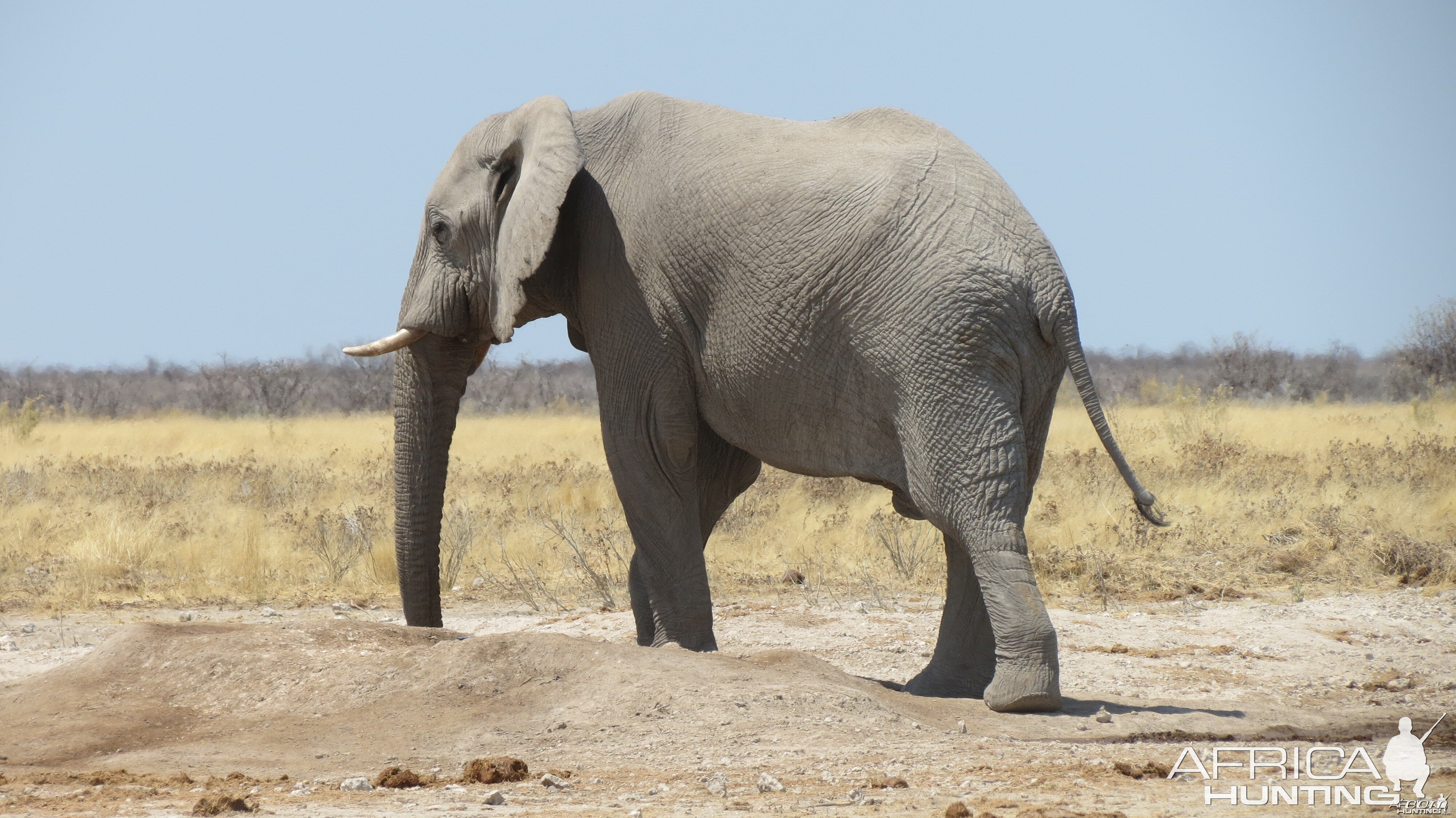 Elephant at Etosha National Park