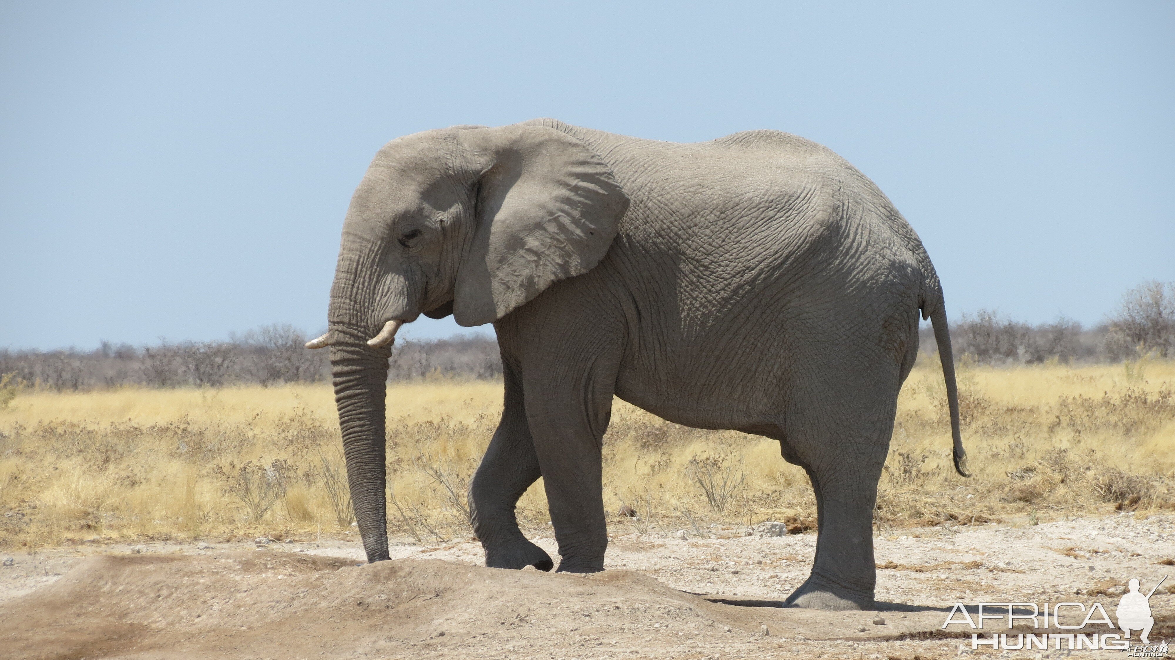 Elephant at Etosha National Park