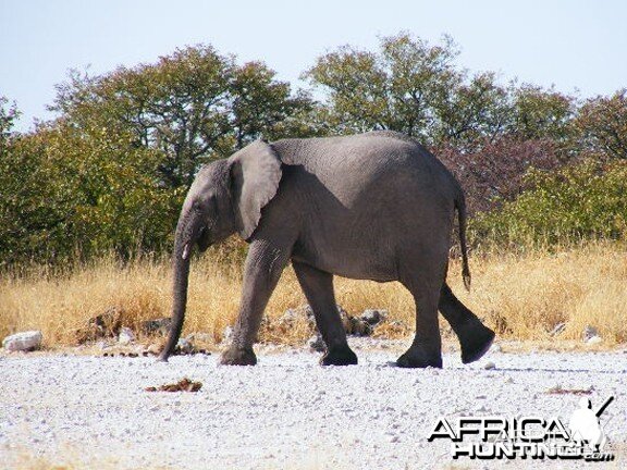 Elephant at Etosha