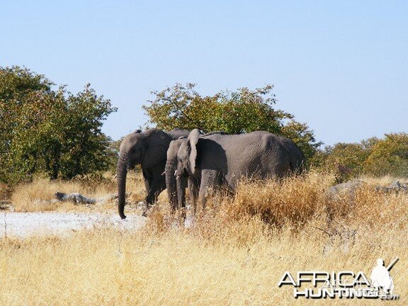 Elephant at Etosha