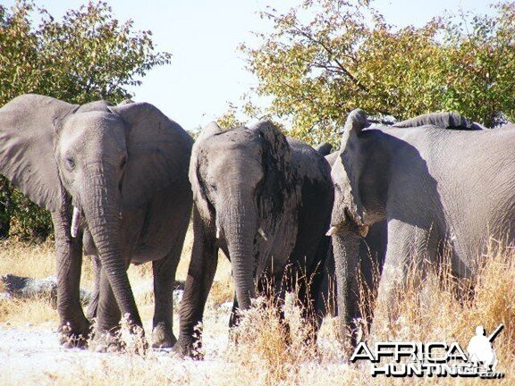 Elephant at Etosha