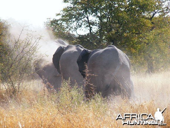 Elephant at Etosha