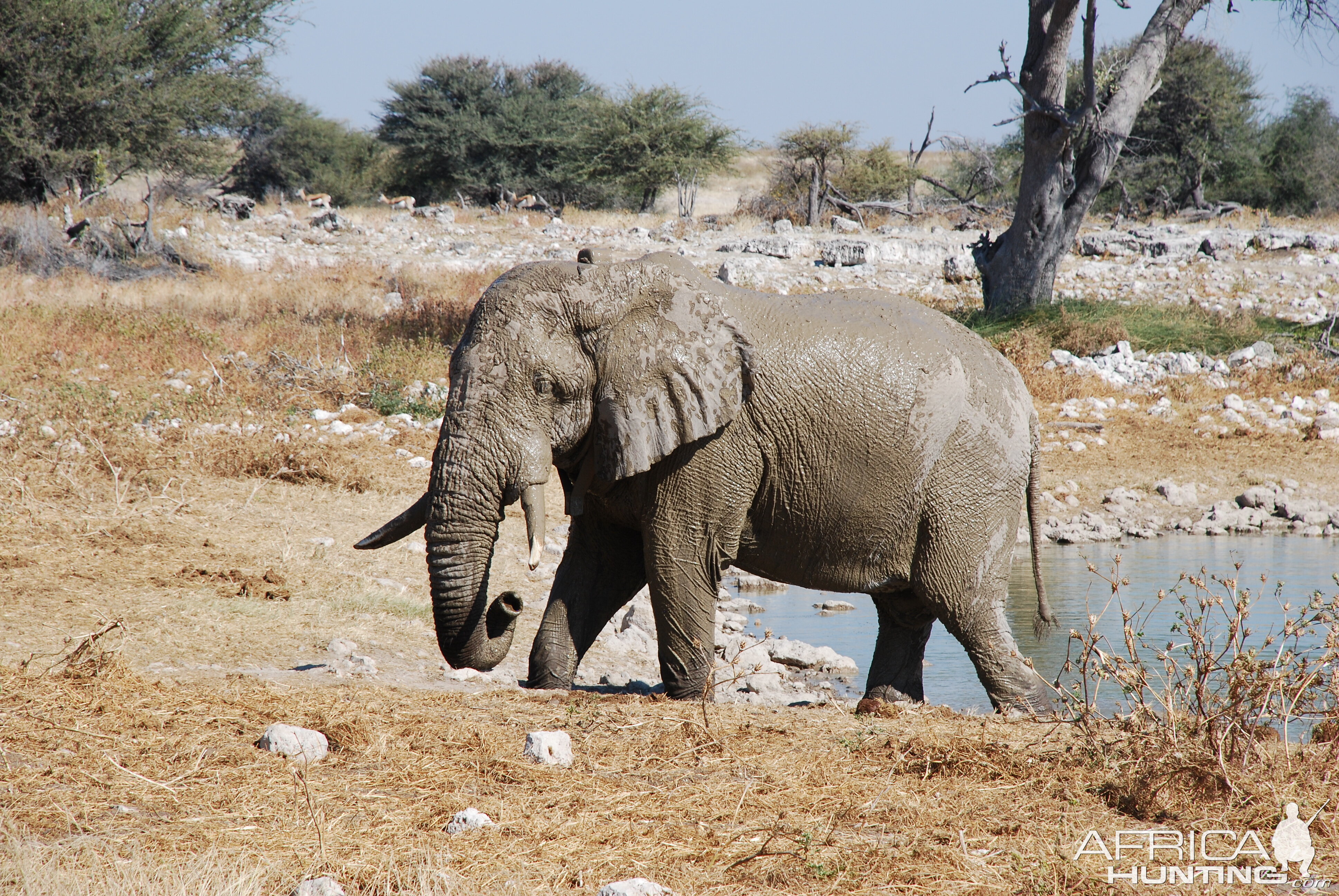 Elephant at Etosha