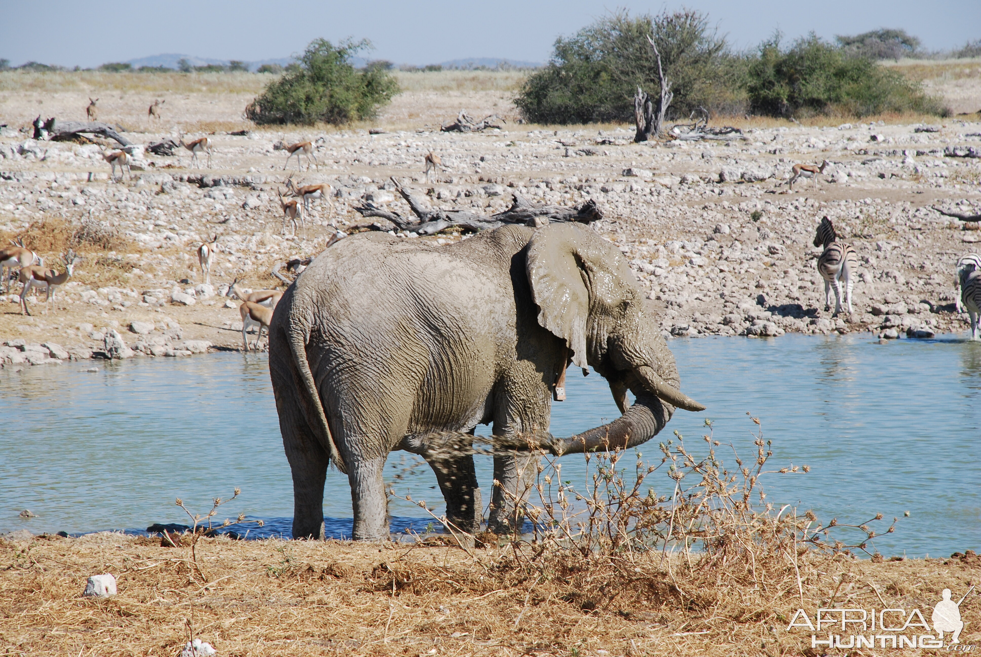 Elephant at Etosha