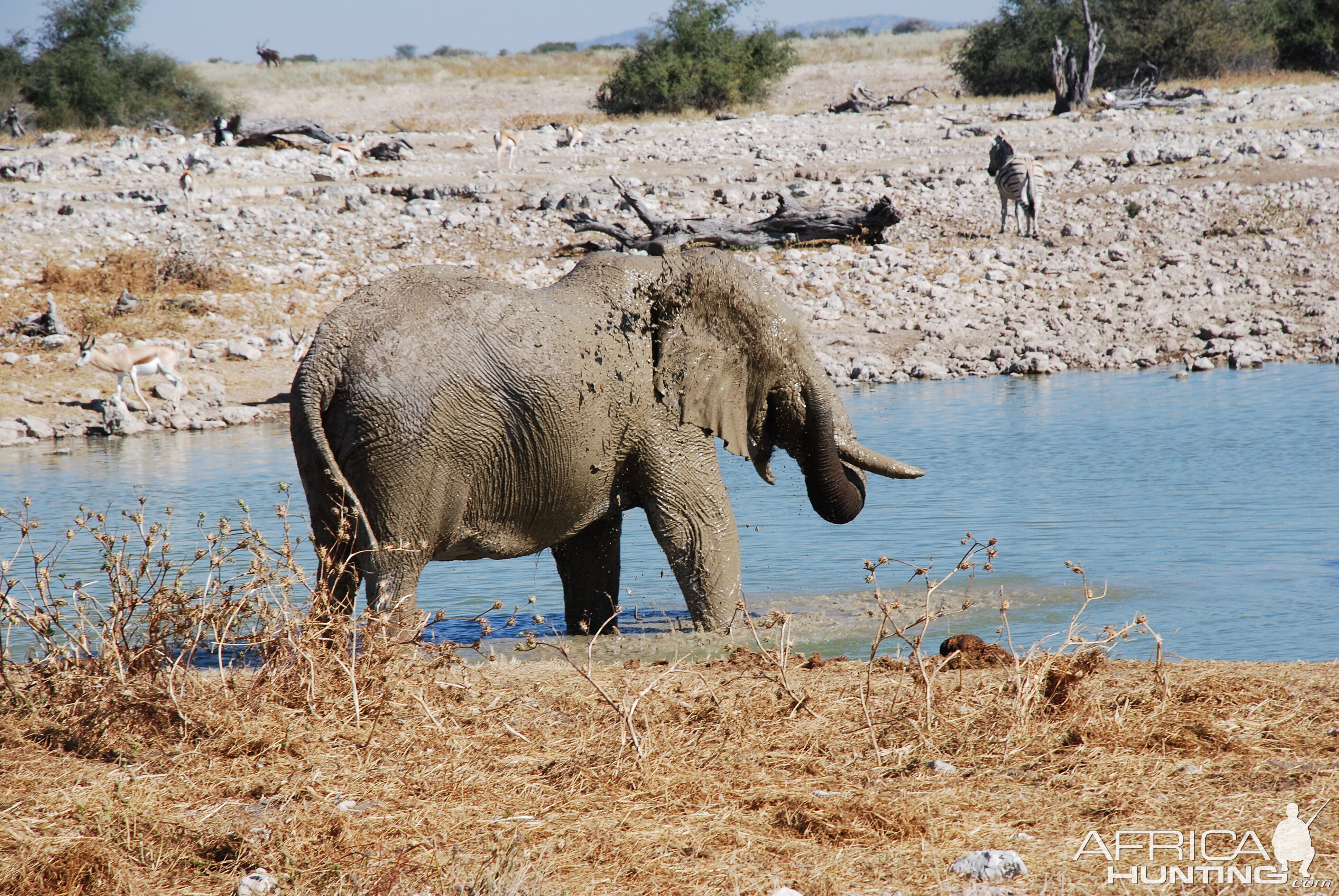 Elephant at Etosha