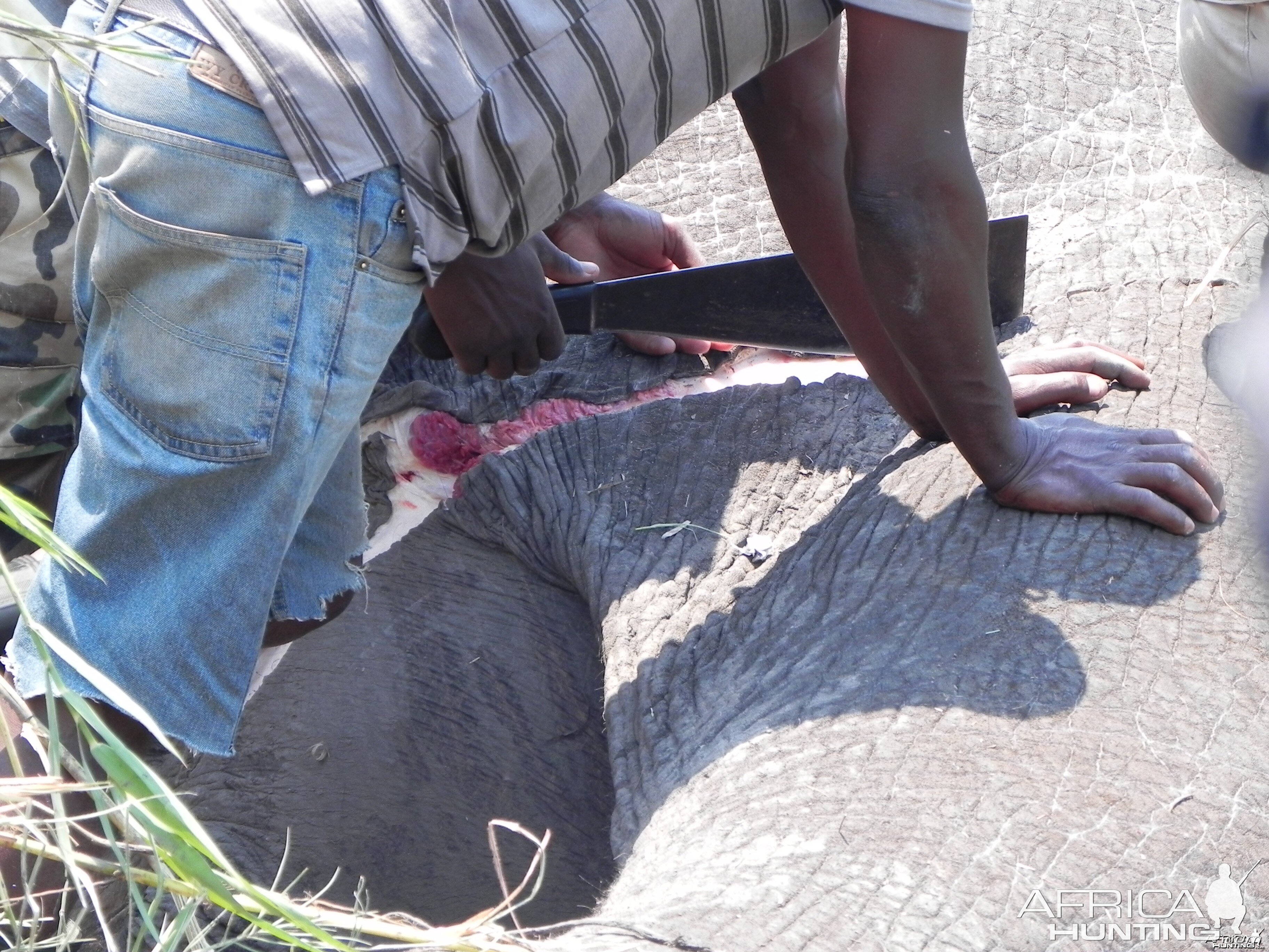 Elephant Being Slaughtered Caprivi Namibia