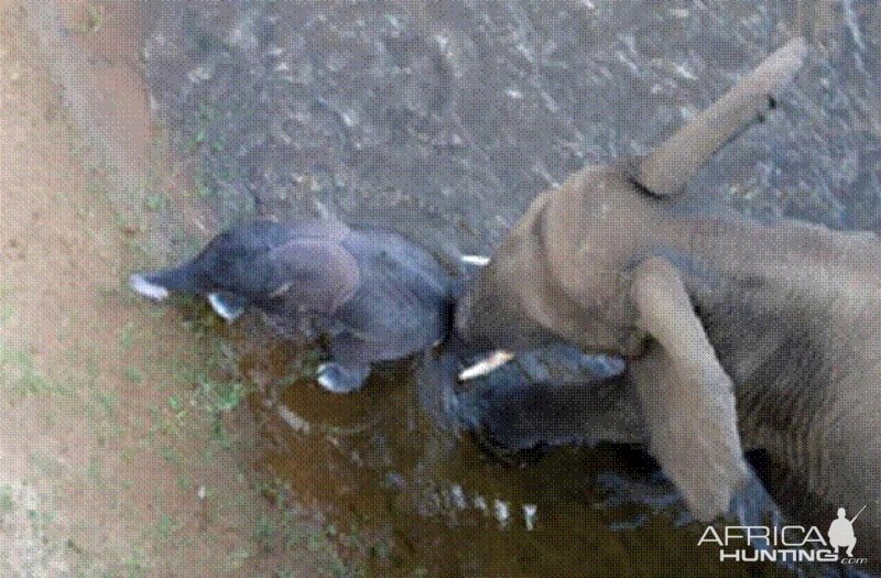 Elephant born in the river in Kruger National Park 2012!