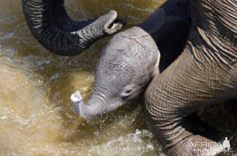 Elephant born in the river in Kruger National Park 2012!