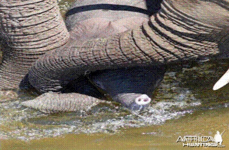 Elephant born in the river in Kruger National Park 2012!